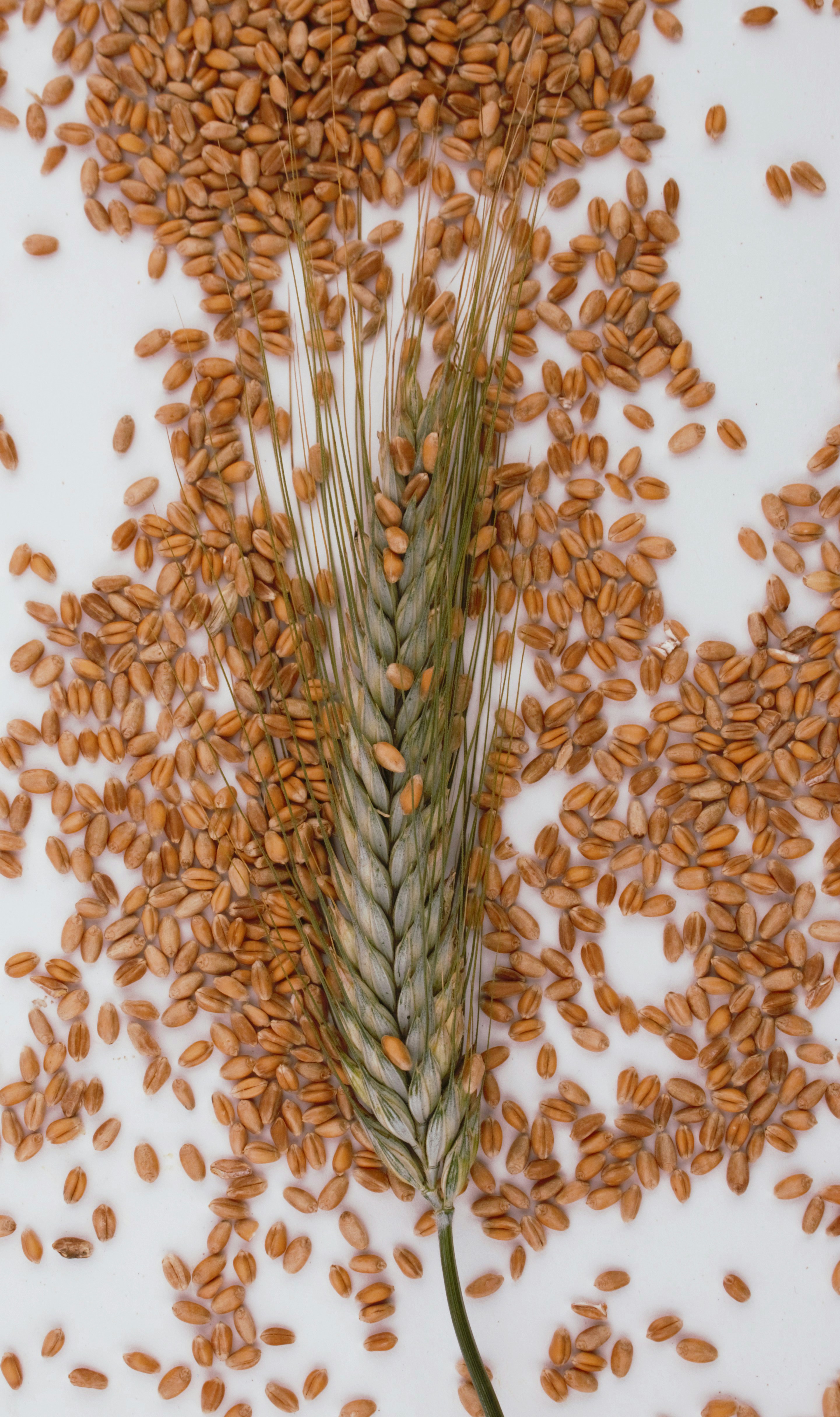 barley grains in a bowl