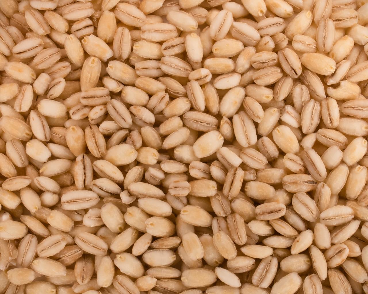 Fresh barley grains
