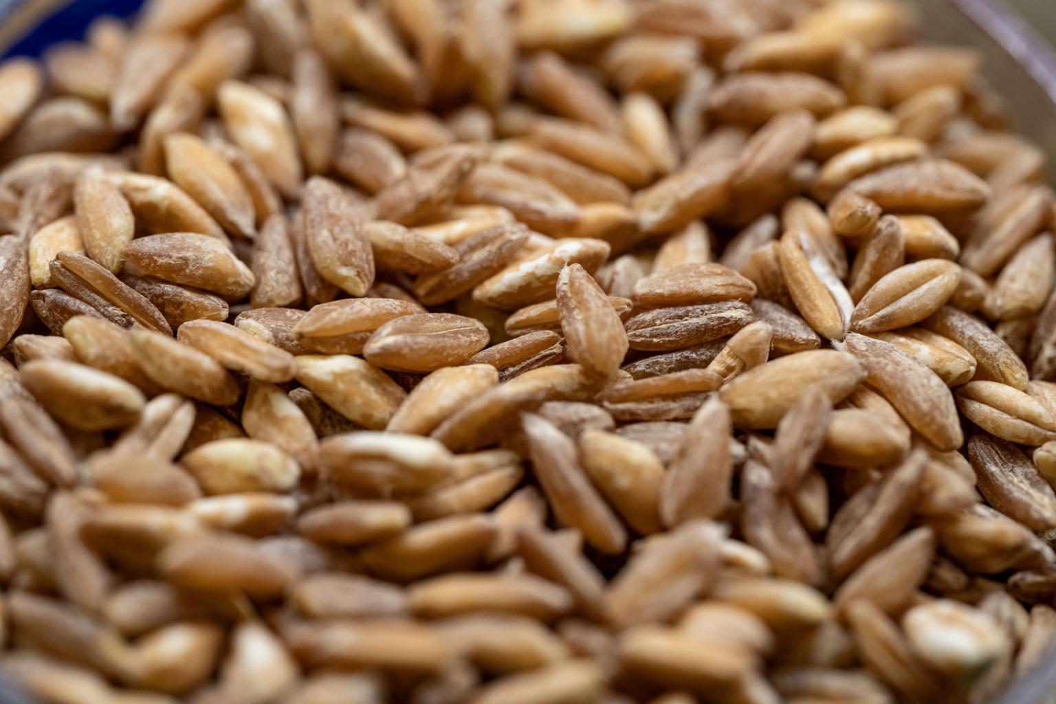 Fresh farro grains