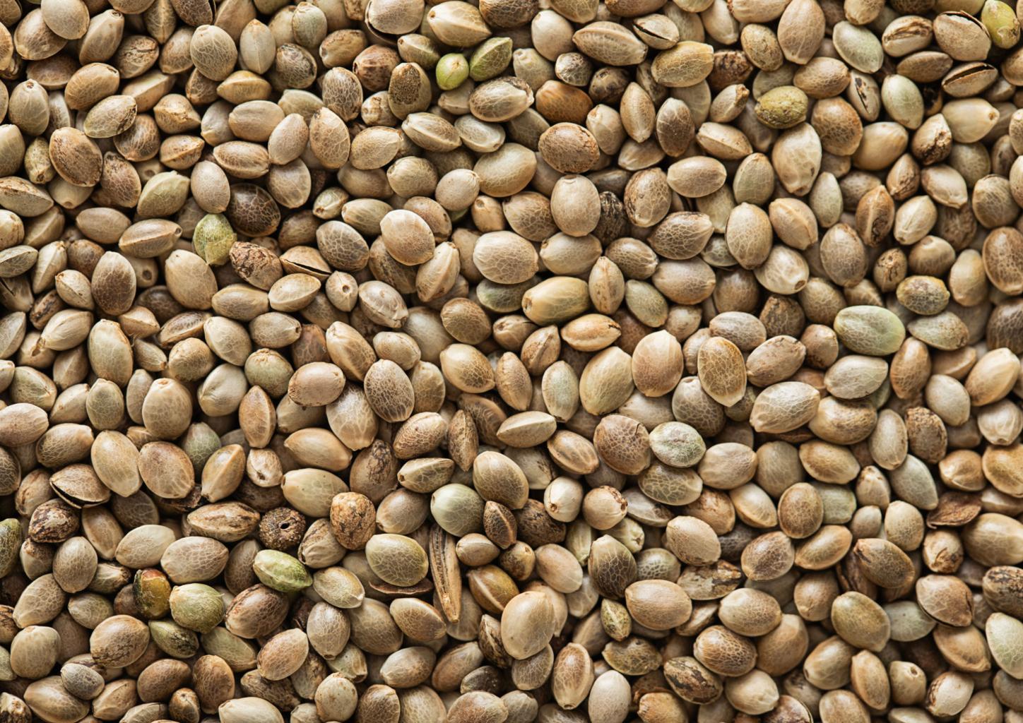 Fresh hemp seeds