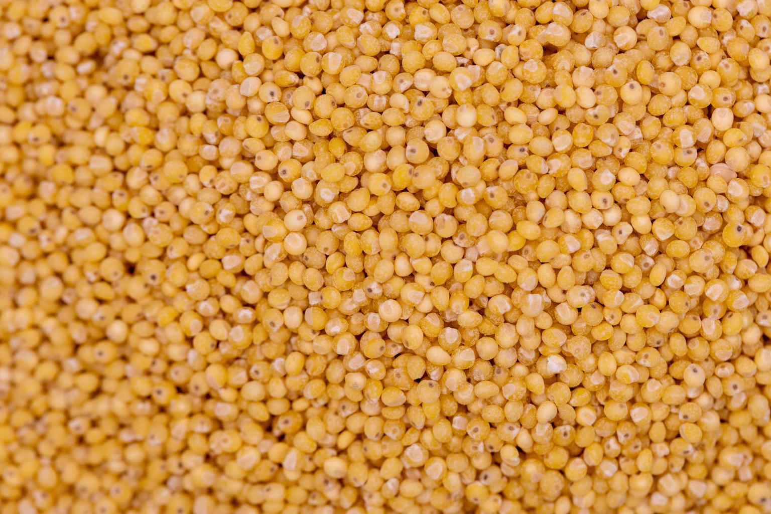 Fresh millet grains