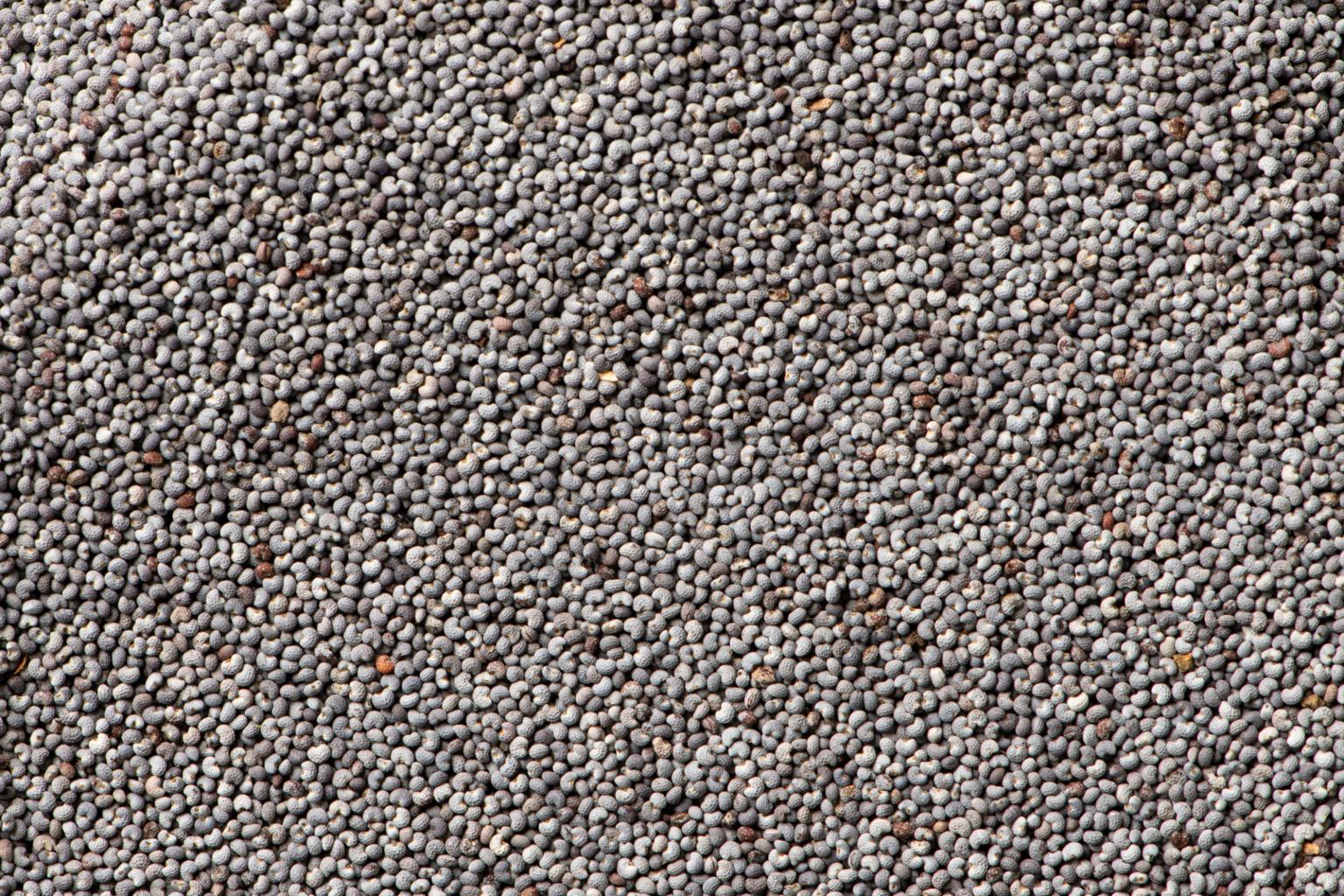 Fresh poppy seeds