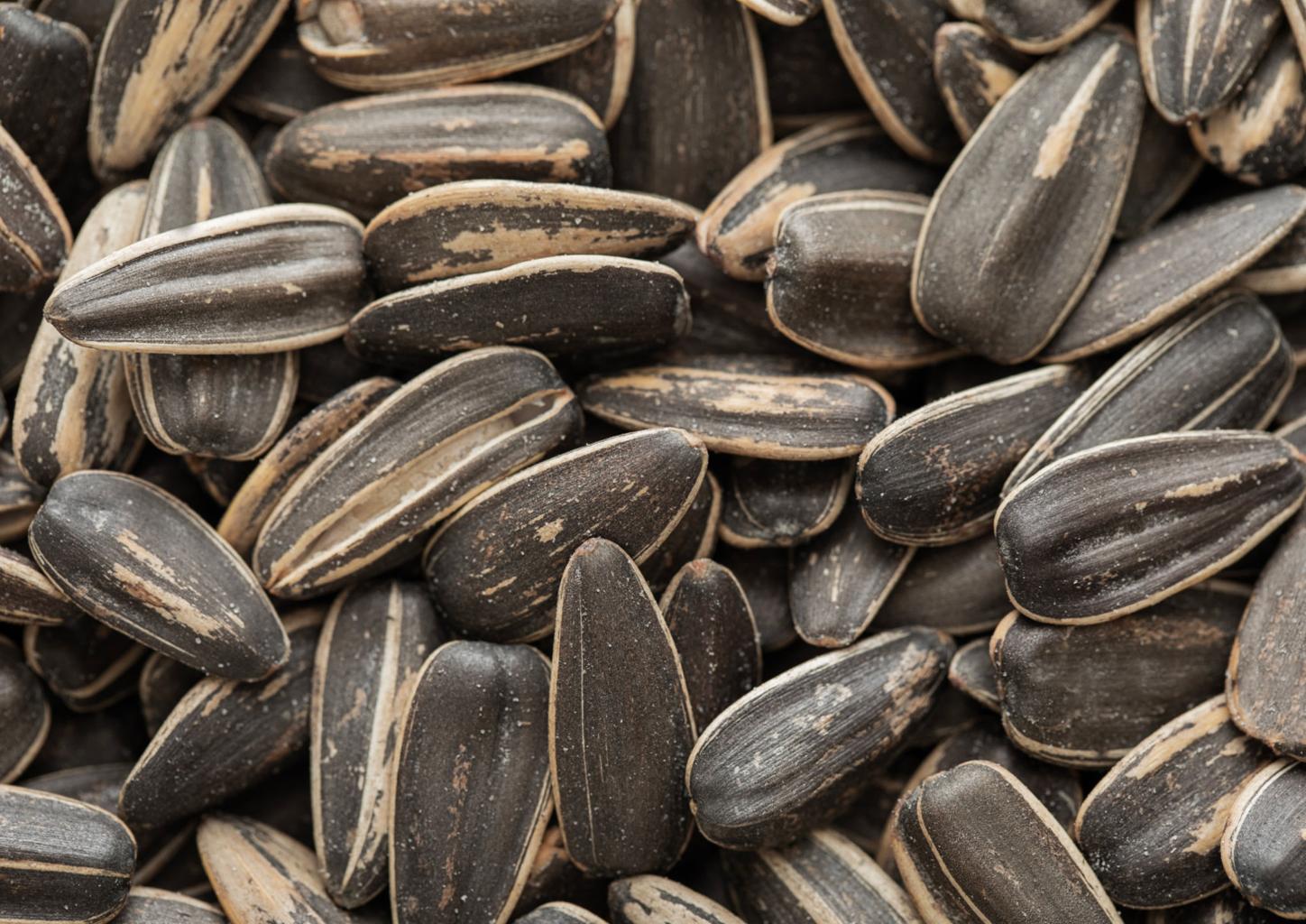 Fresh sunflower seeds