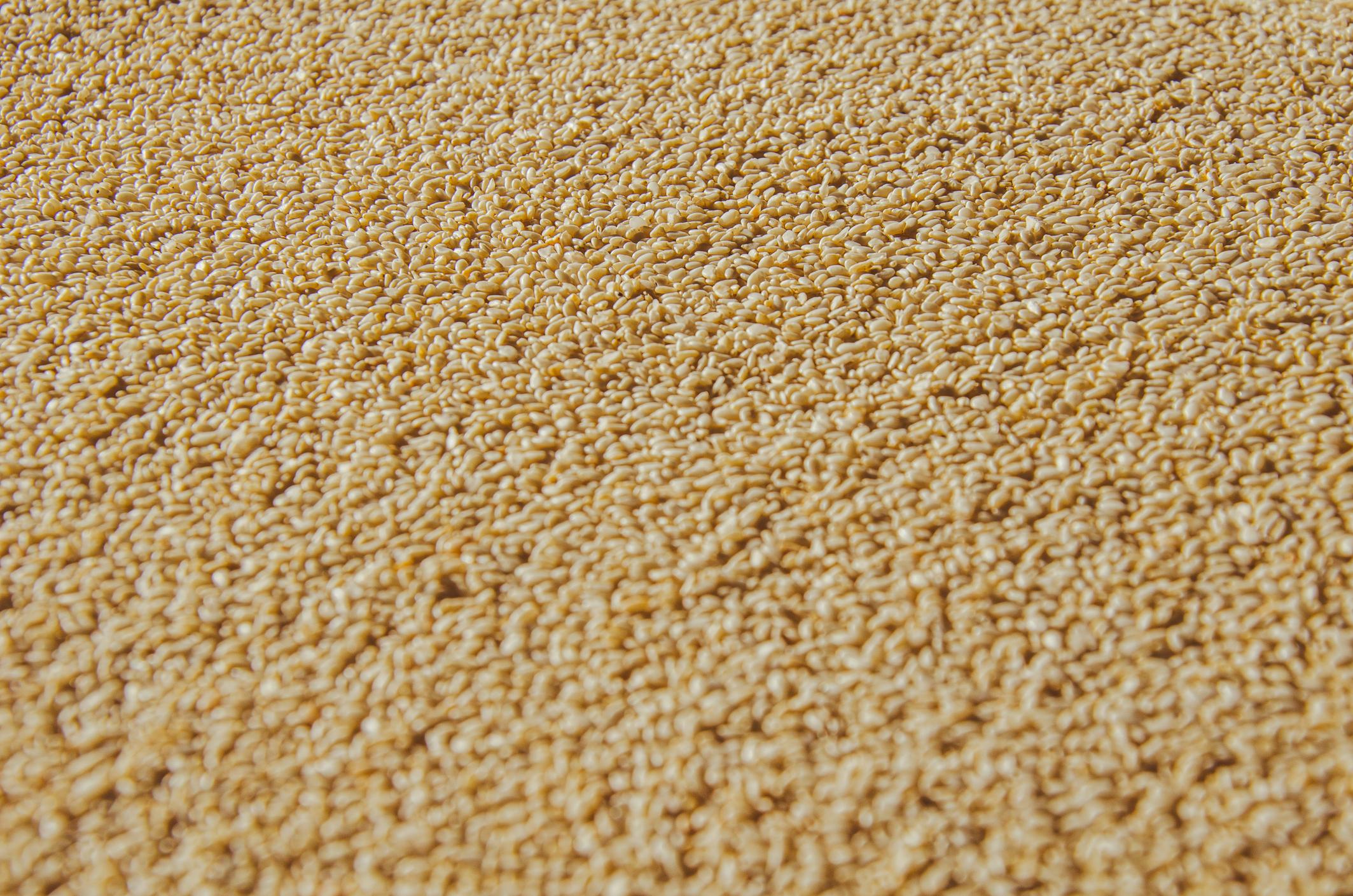 Fresh wheat grains