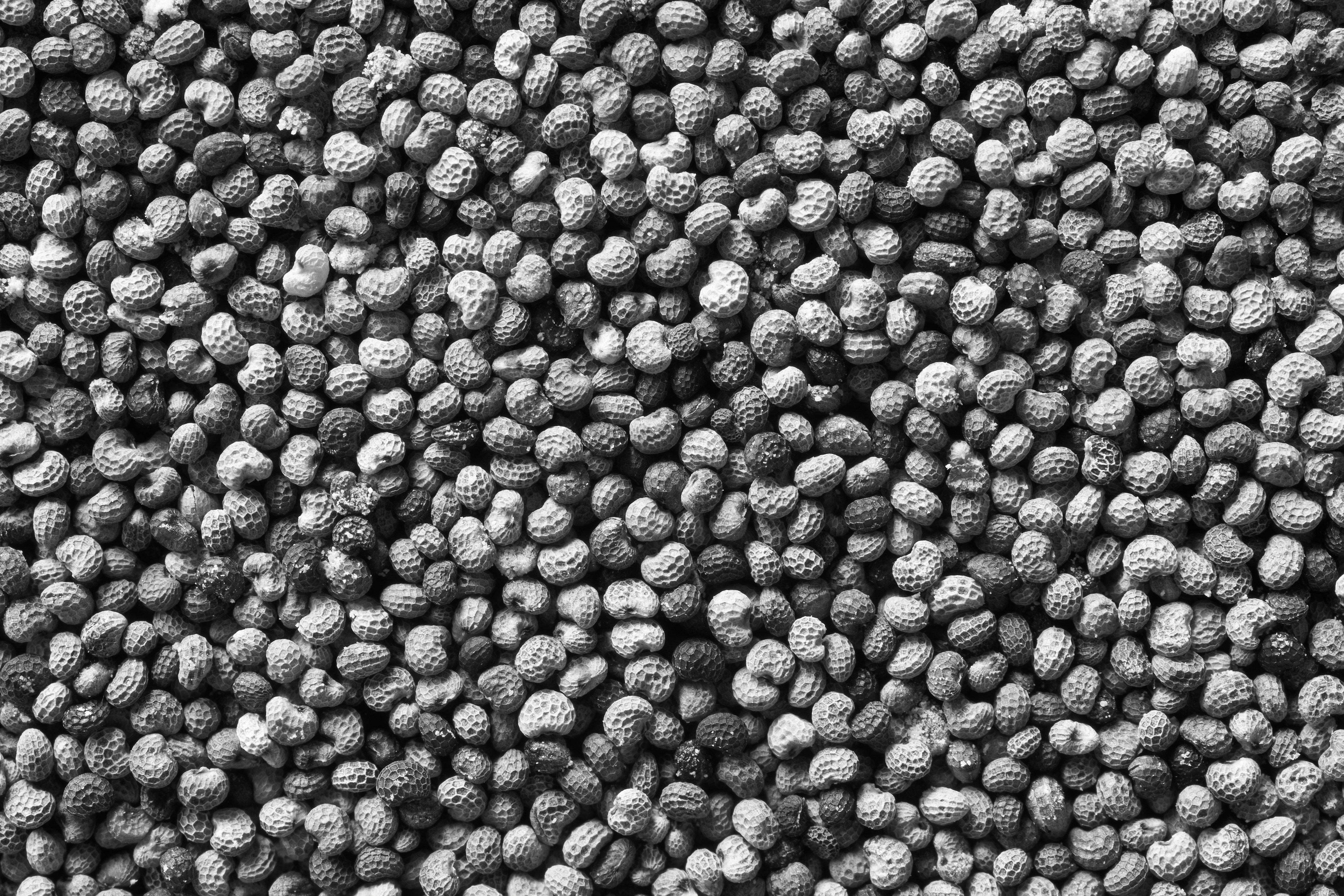 poppy seeds in a bowl