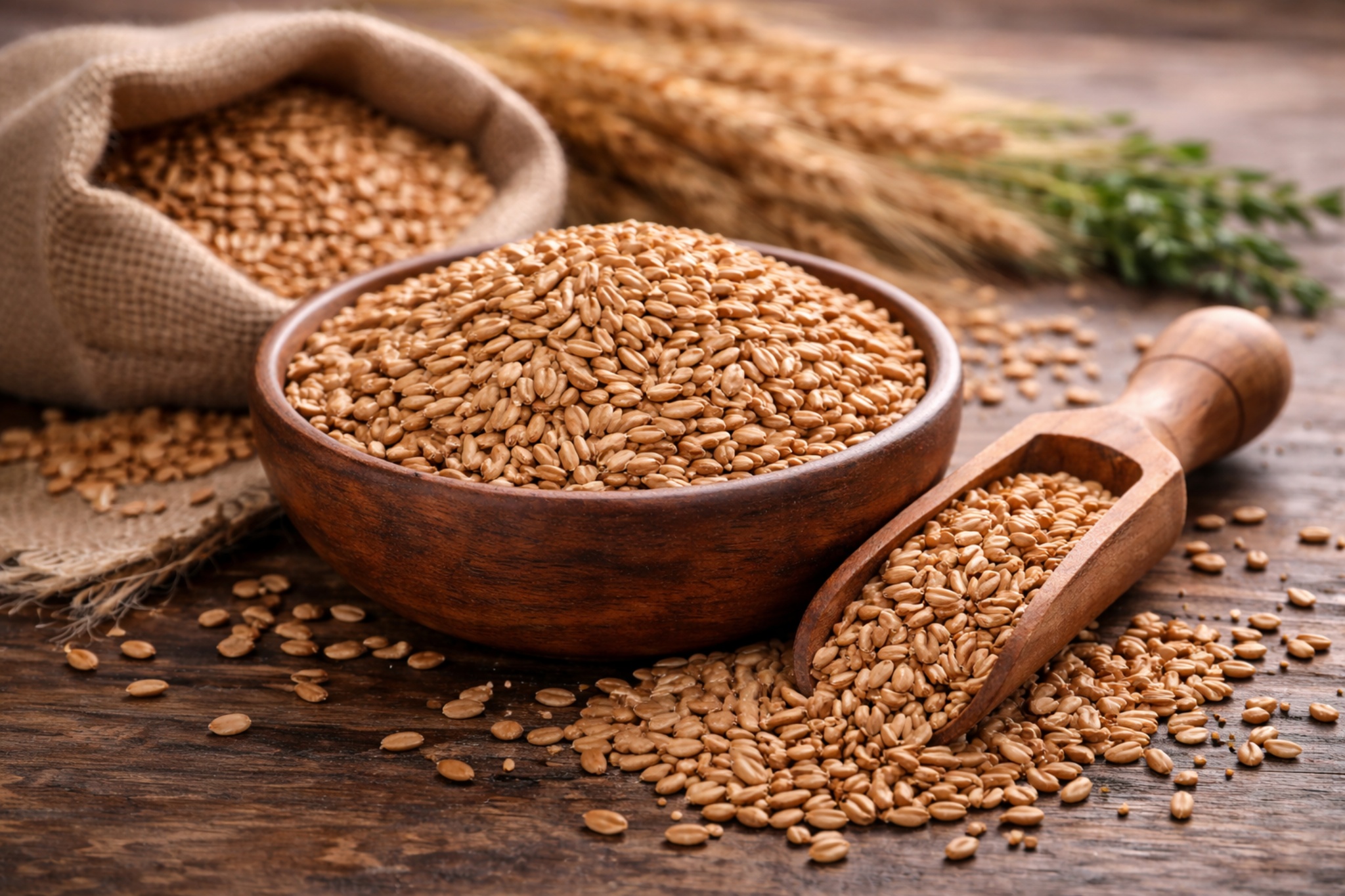 spelt grains in a bowl
