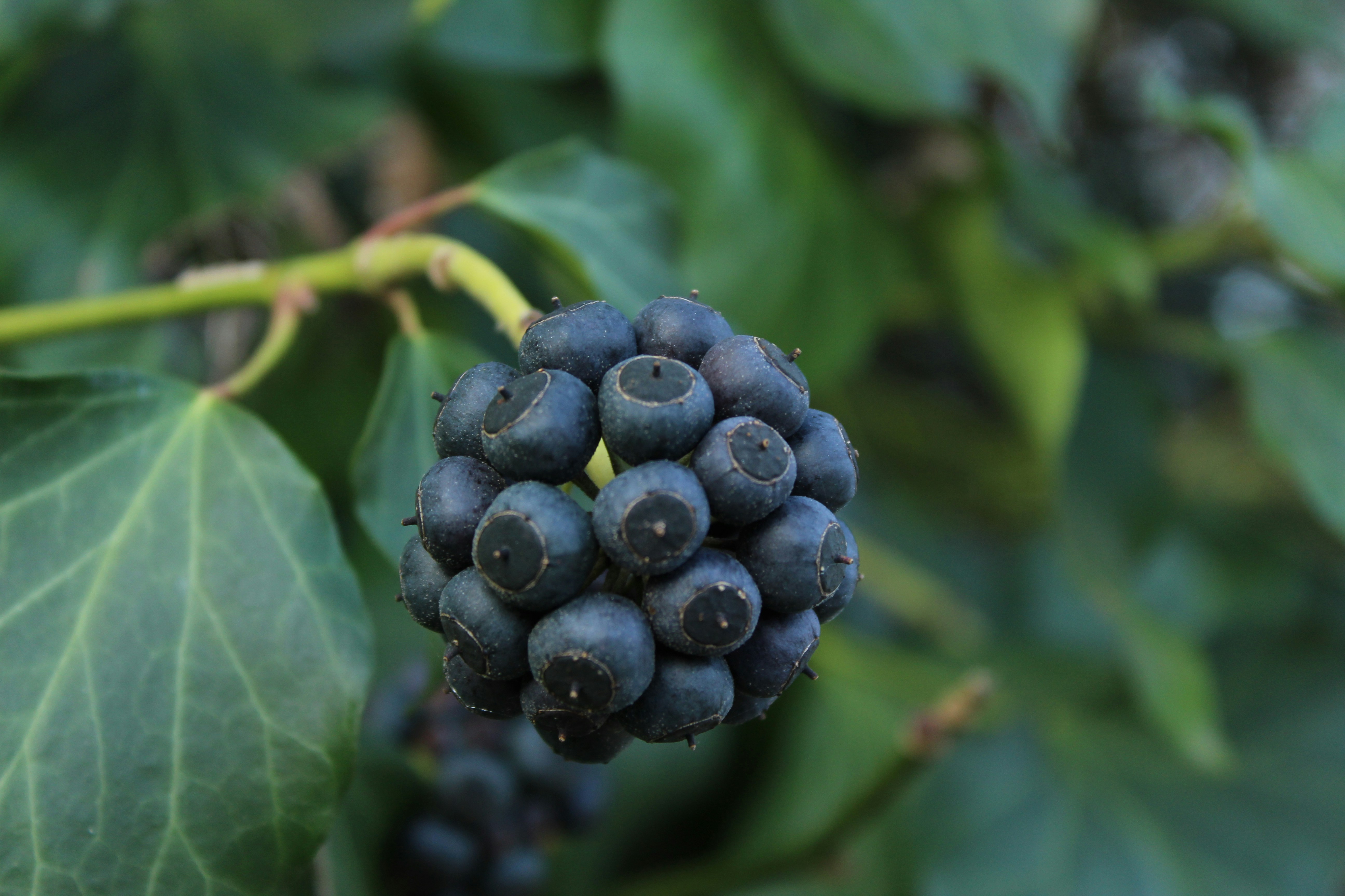 Fresh aronia berry