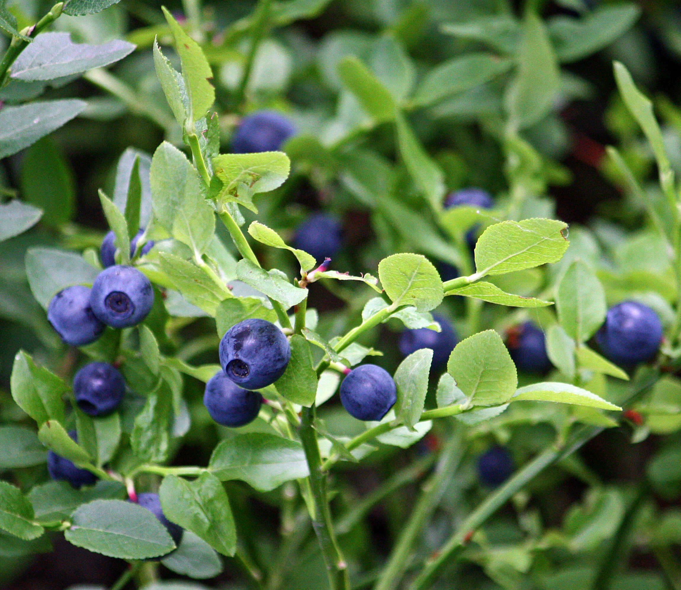 Fresh bilberry