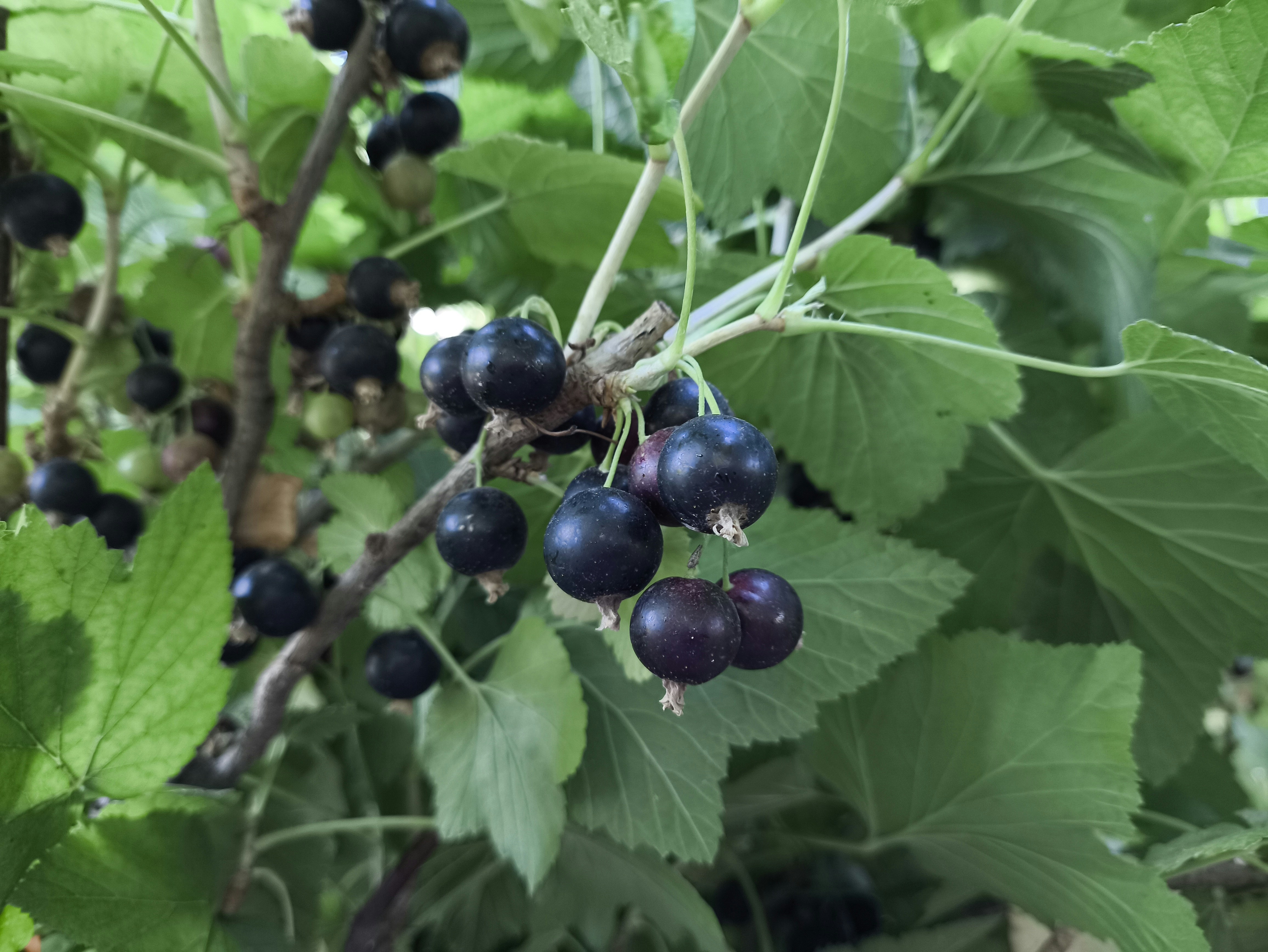 Fresh black currant