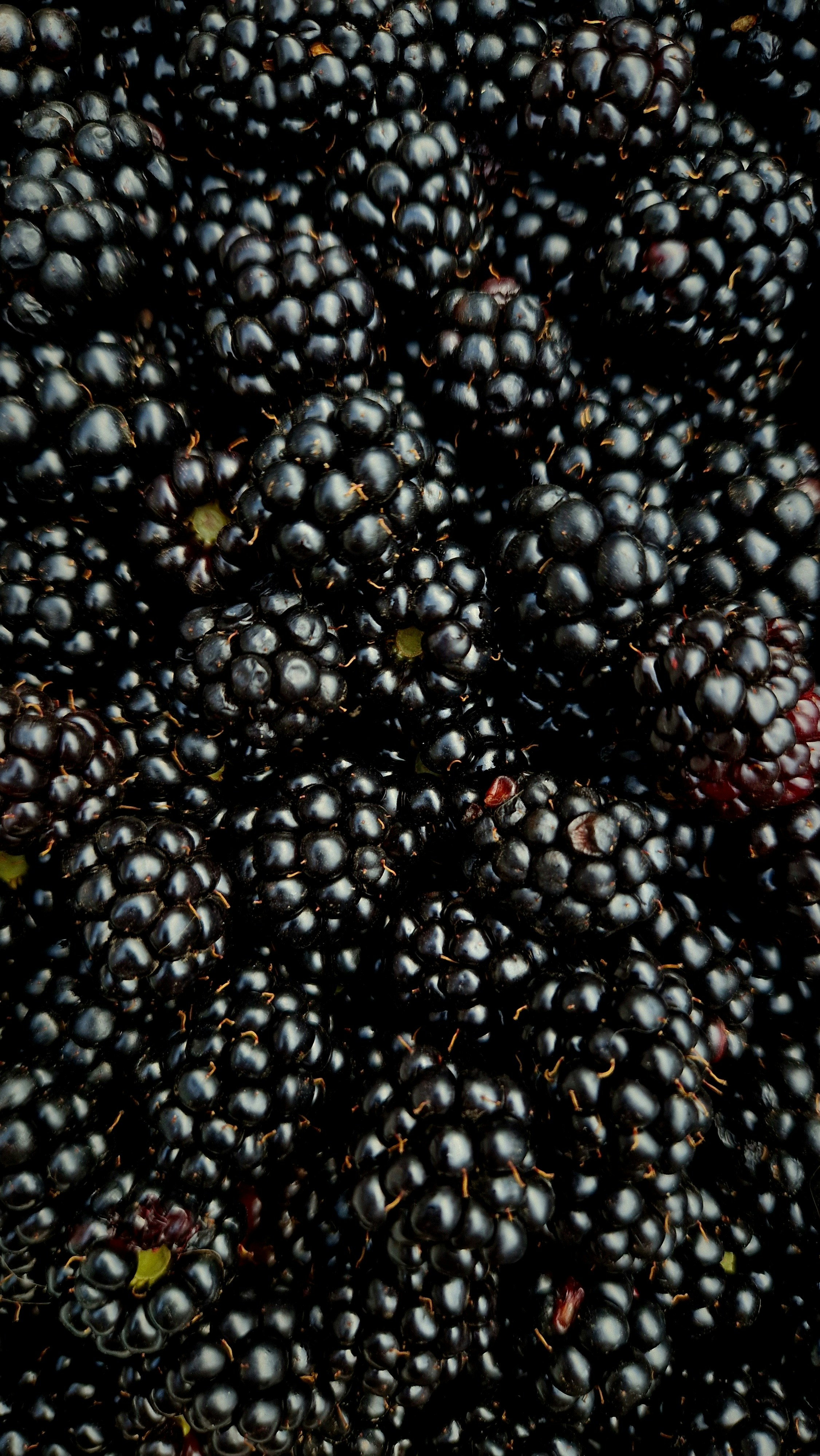 Fresh blackberry