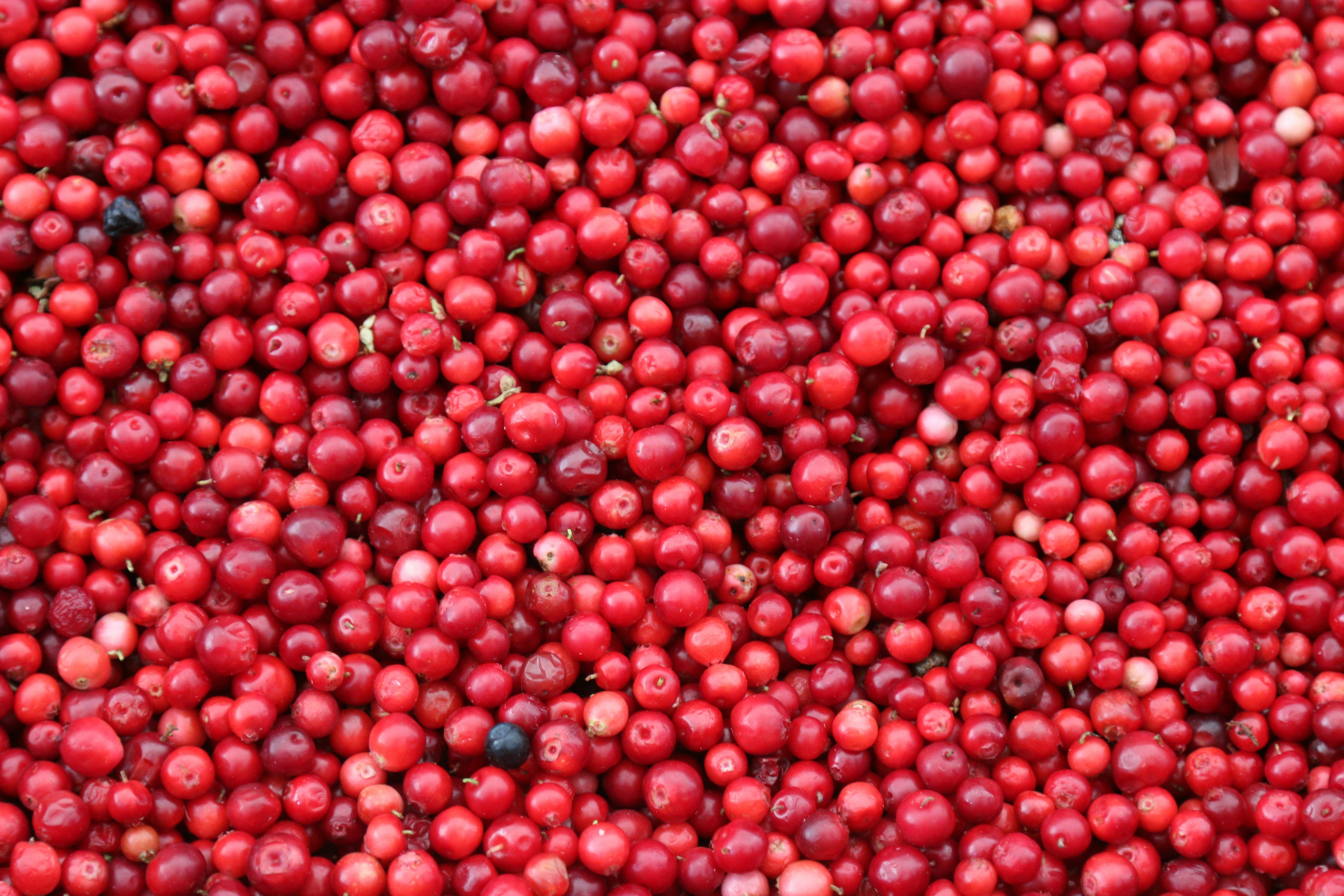Fresh cranberry