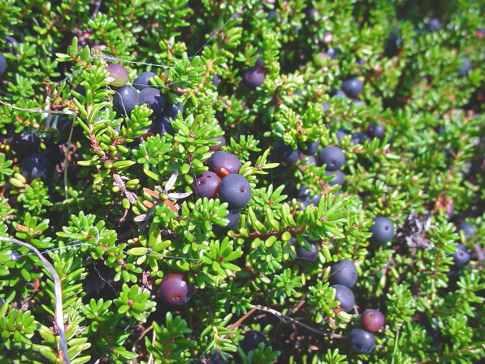 Fresh crowberry