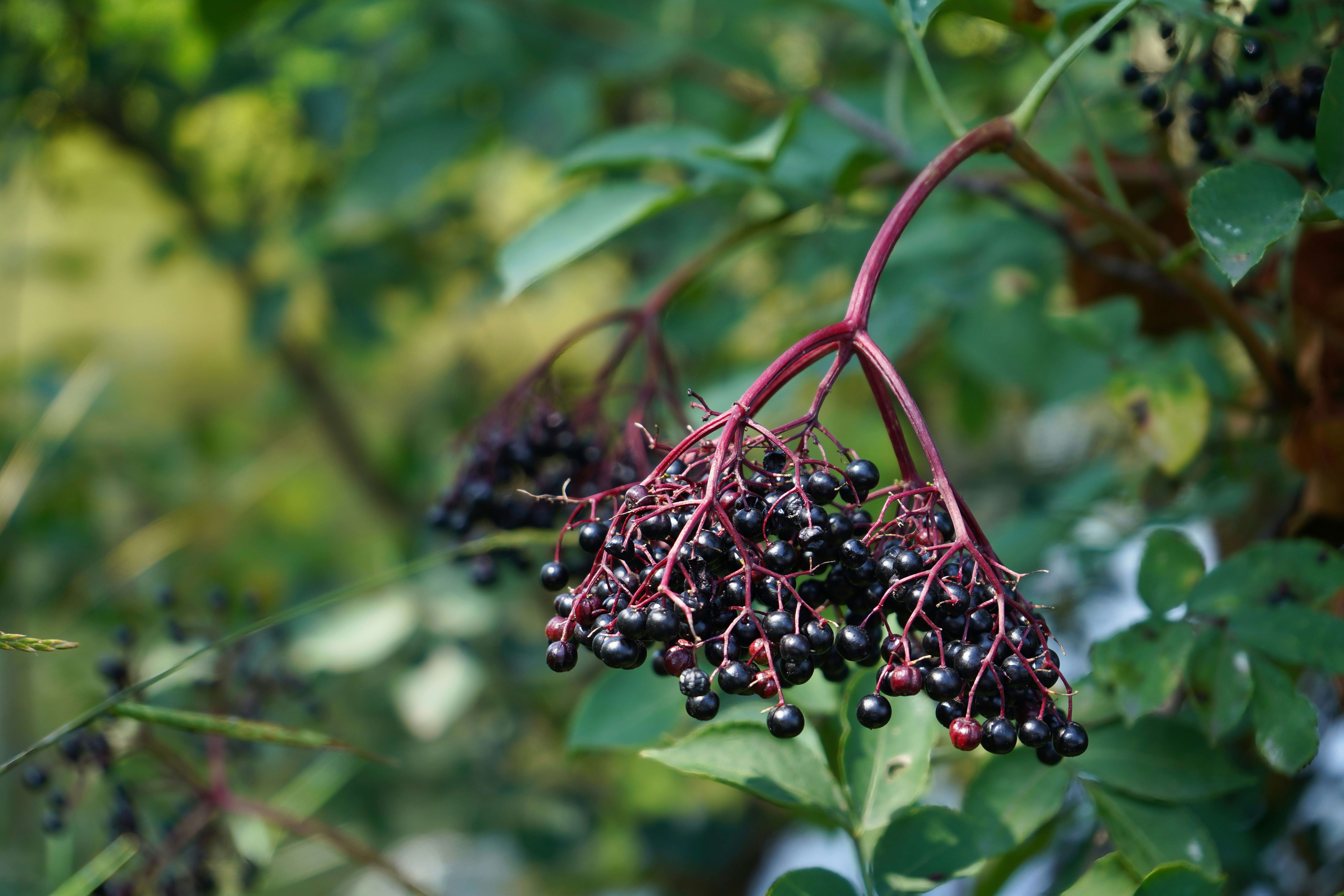 Fresh elderberry