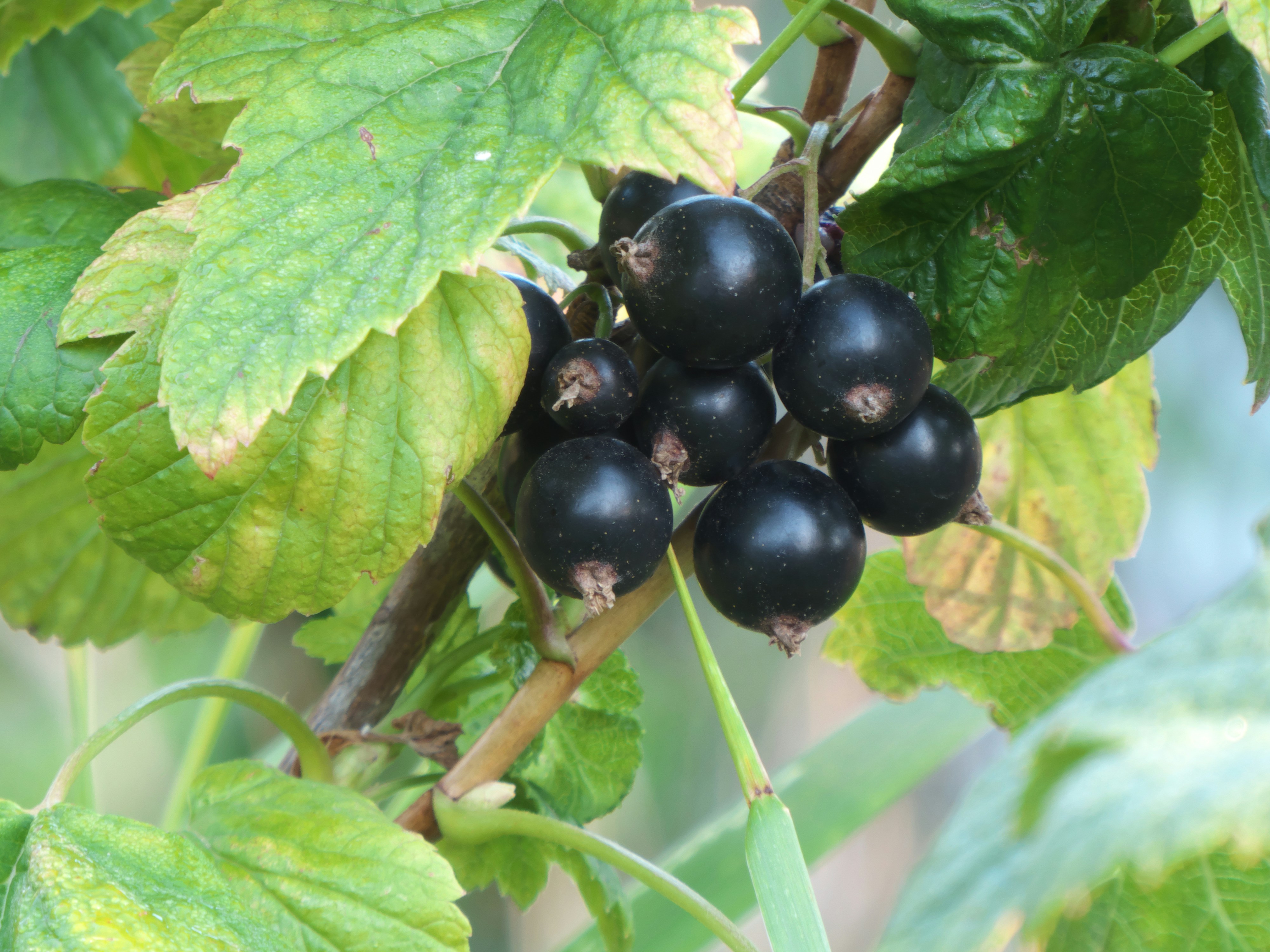 Fresh black currant