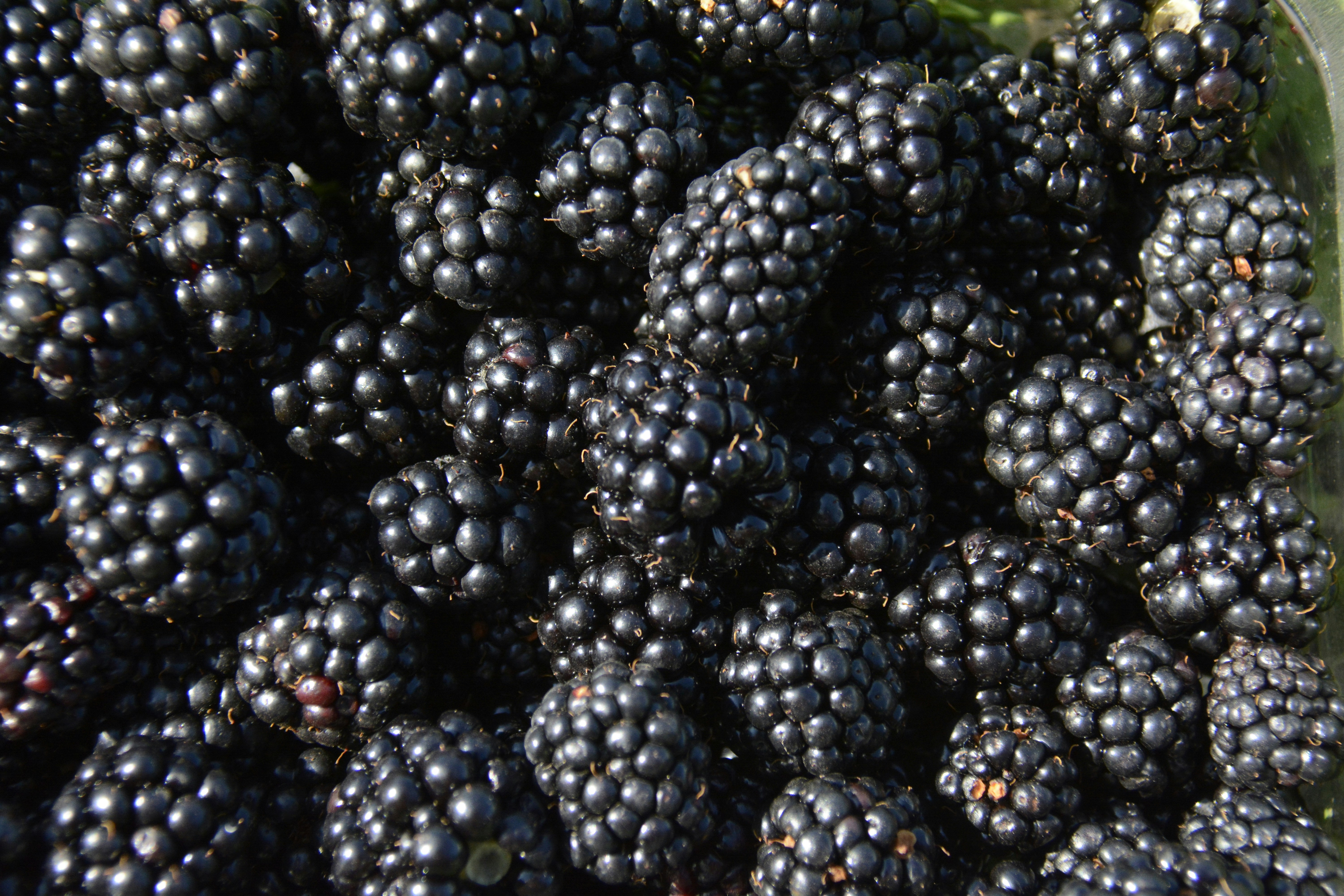 Fresh blackberry berry