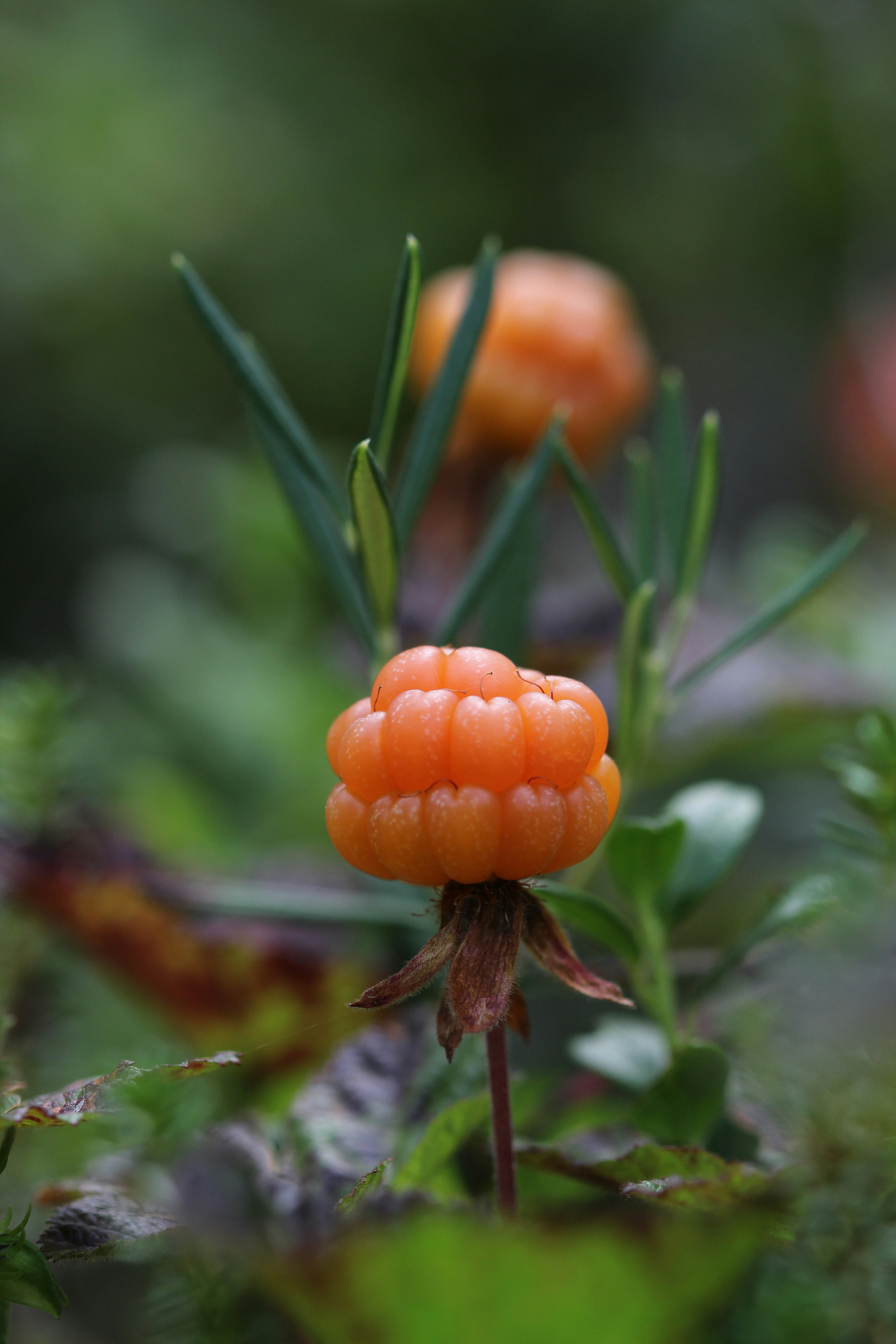 Fresh cloudberry
