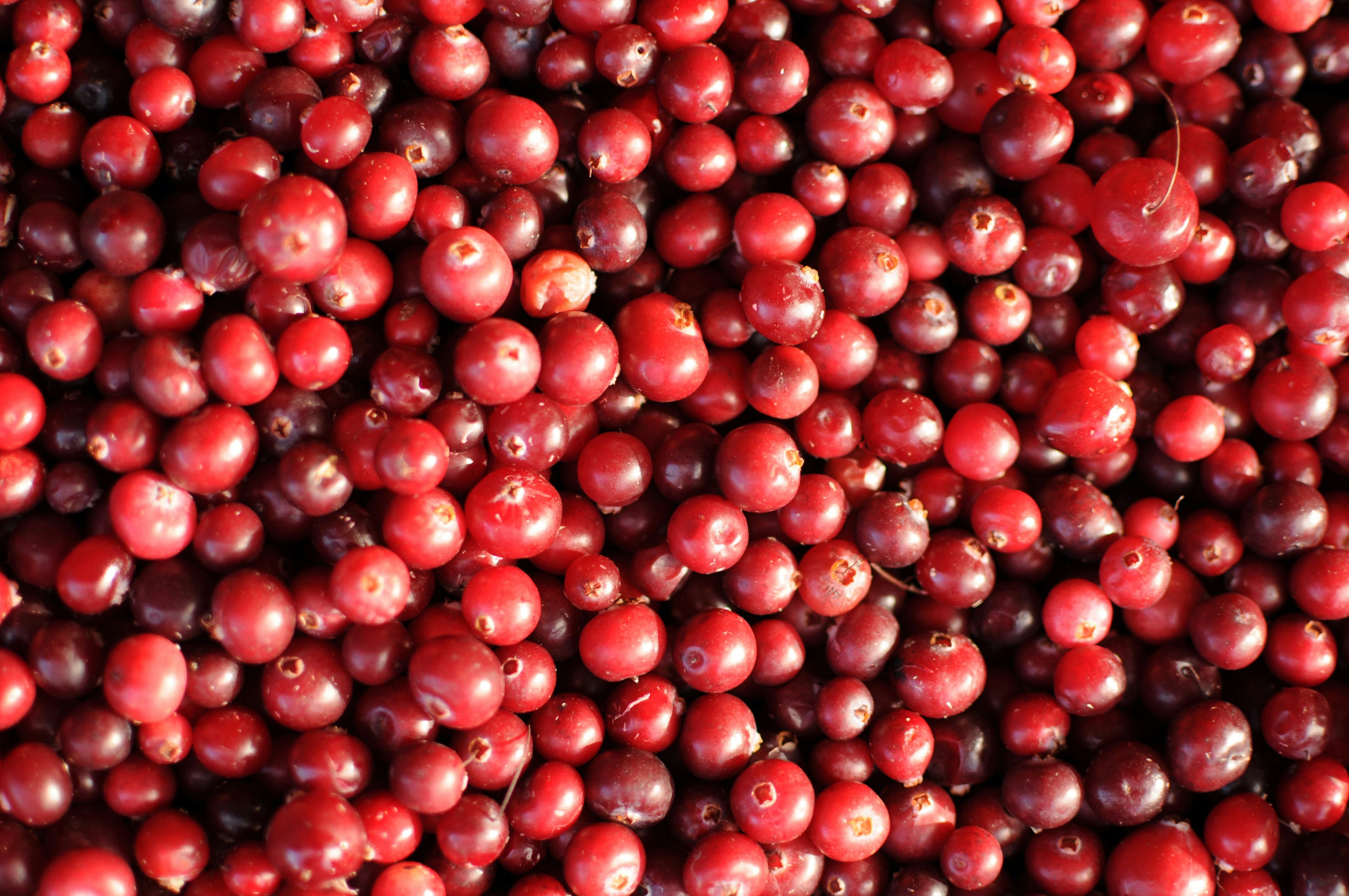 Fresh cranberry berry