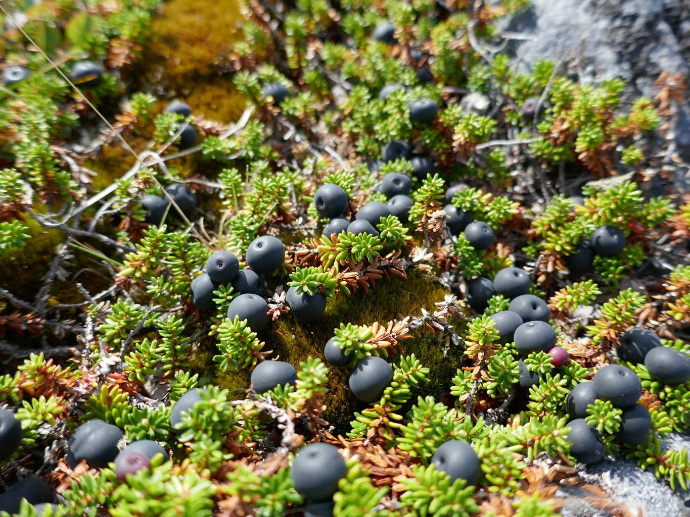 Fresh crowberry