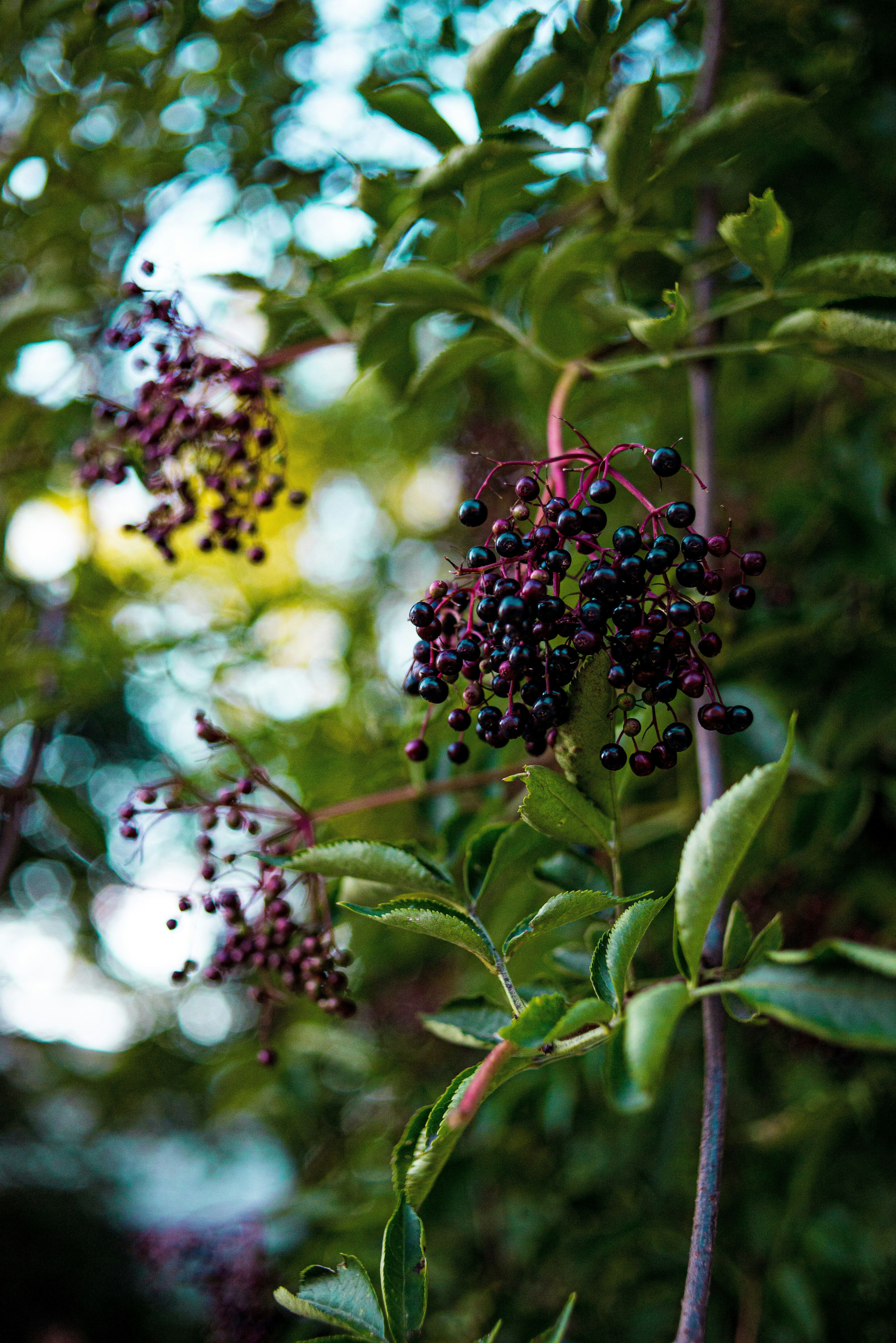 Fresh elderberry
