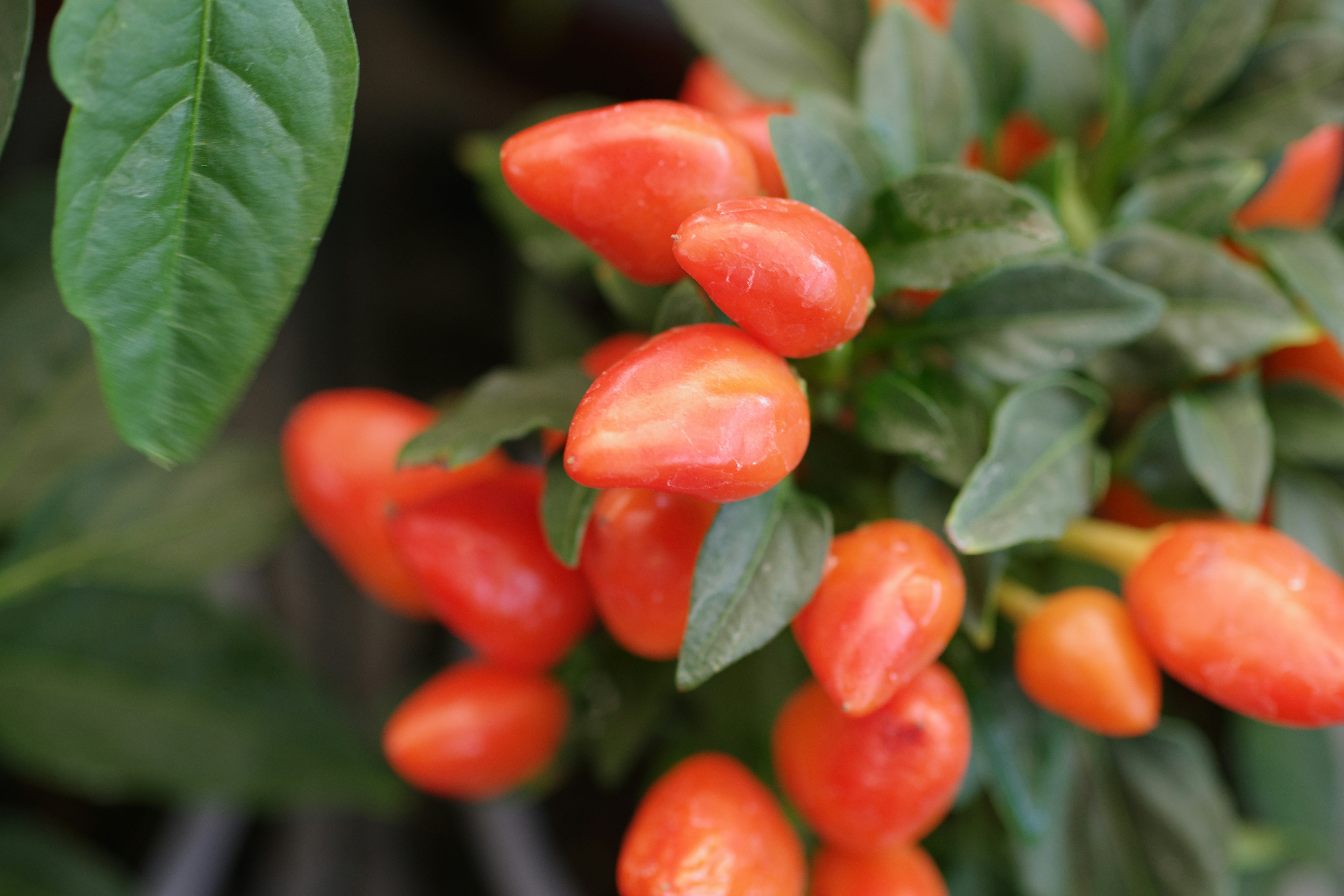 Fresh goji berry