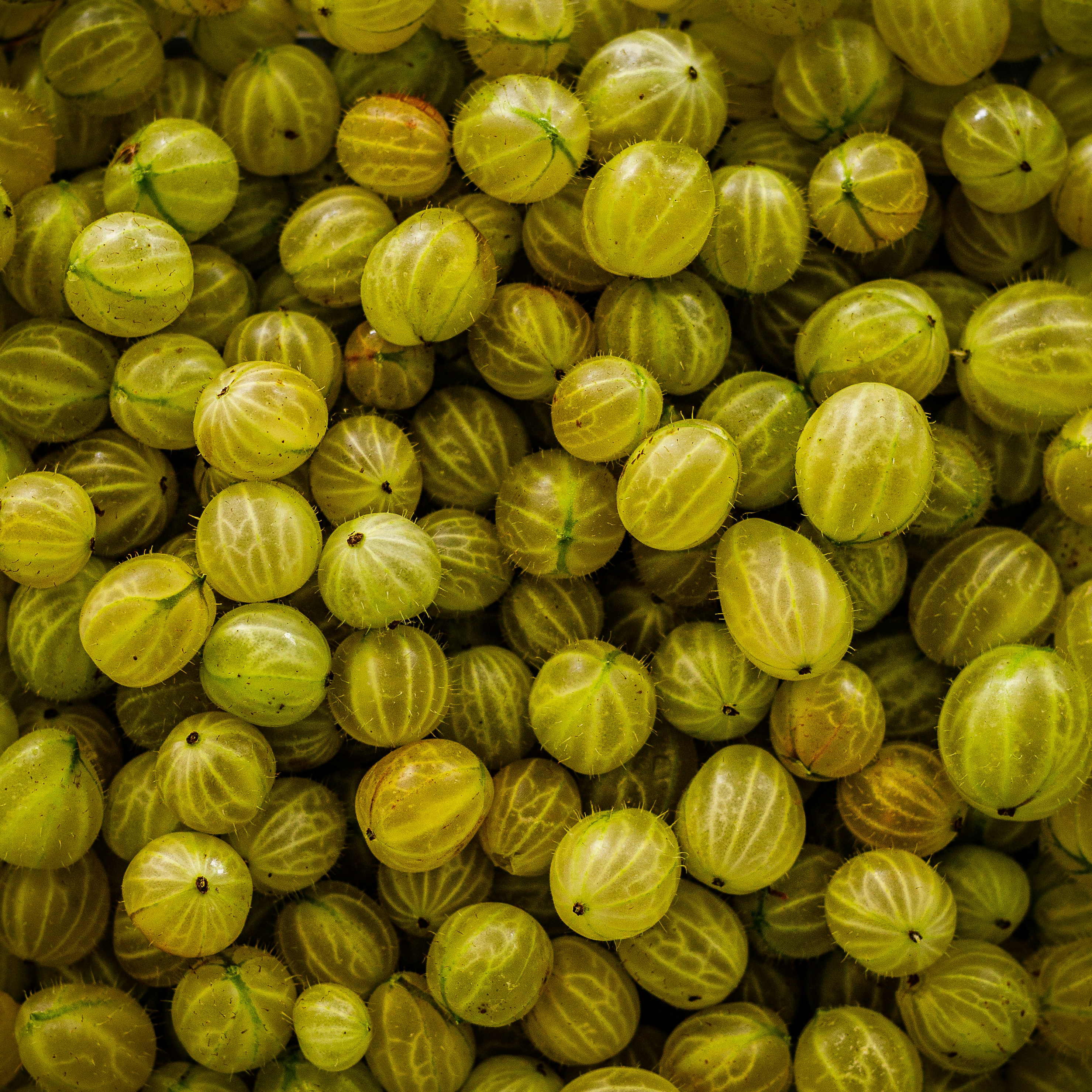 Fresh gooseberry