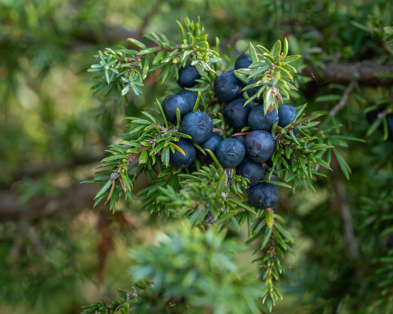 Fresh juniper berry