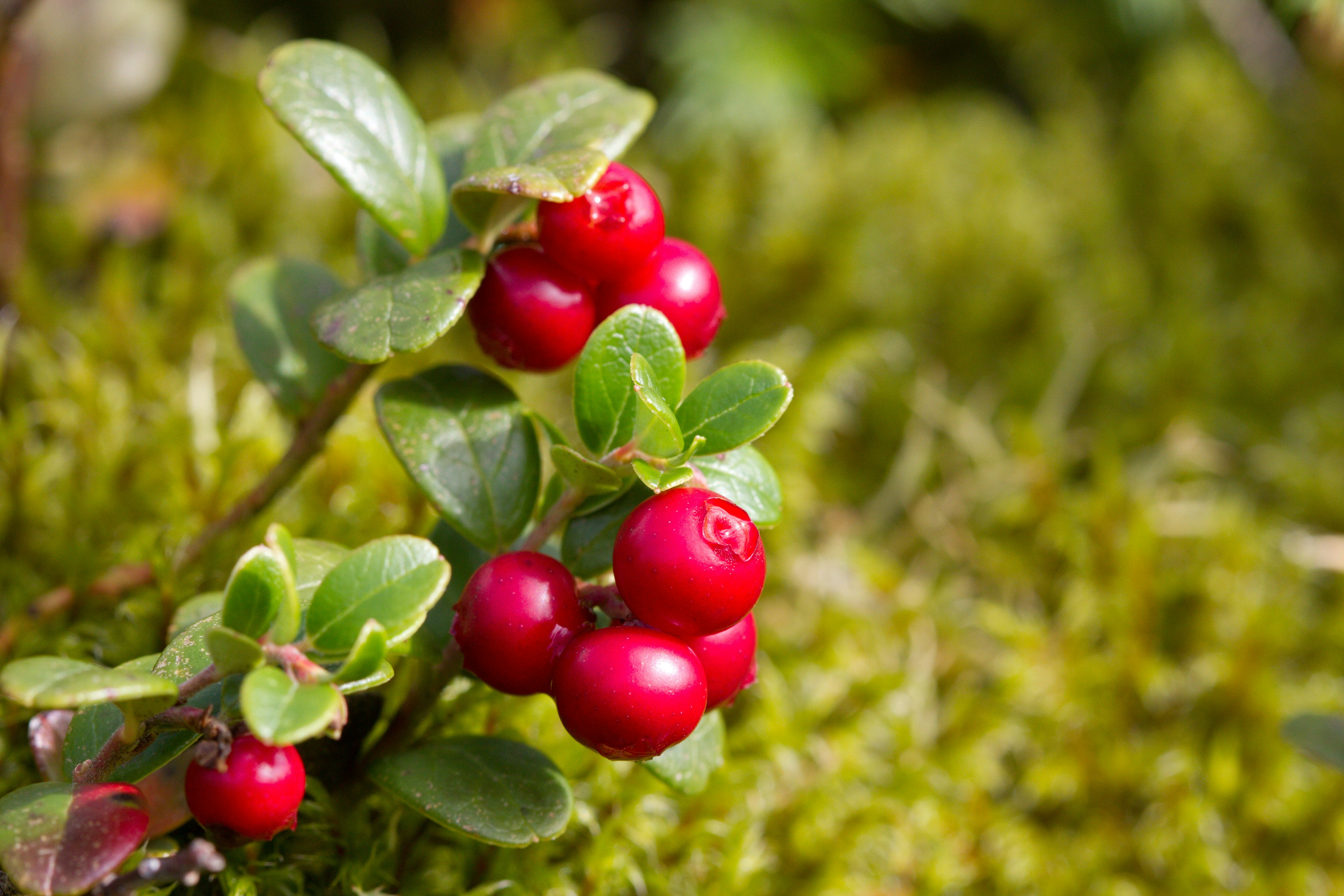 Fresh lingonberry