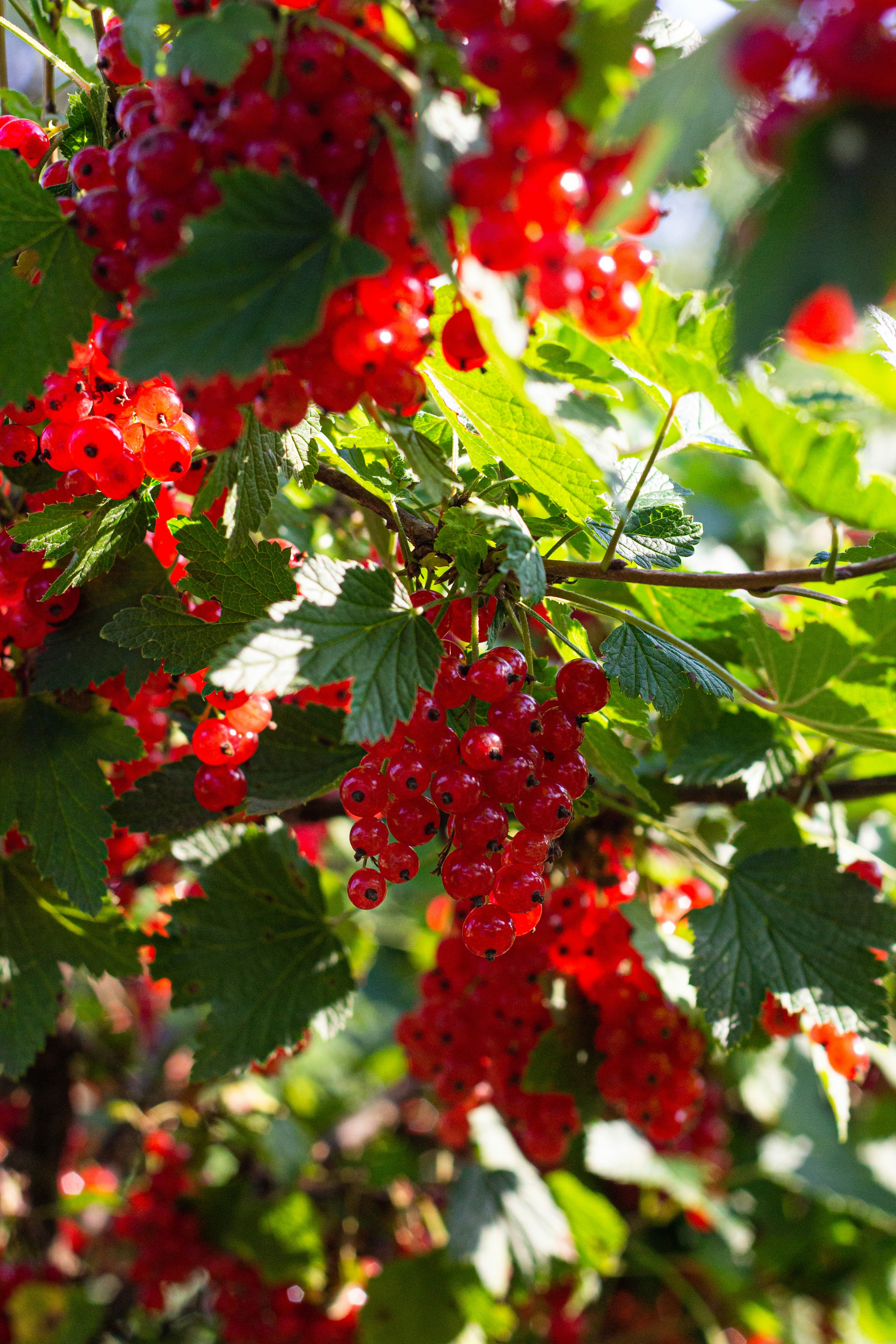 Fresh red currant