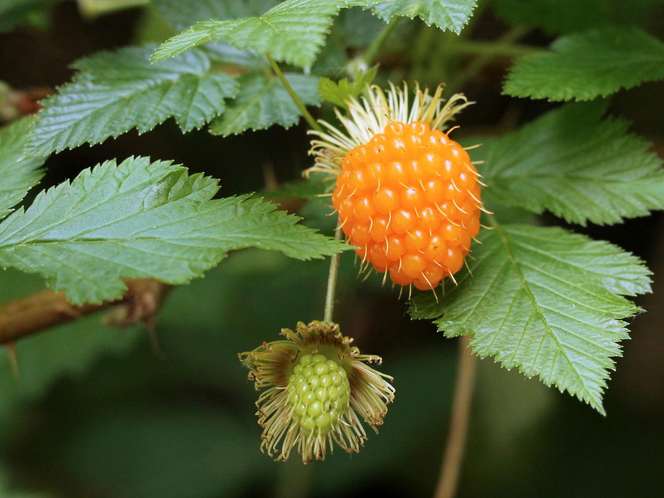 Fresh salmonberry