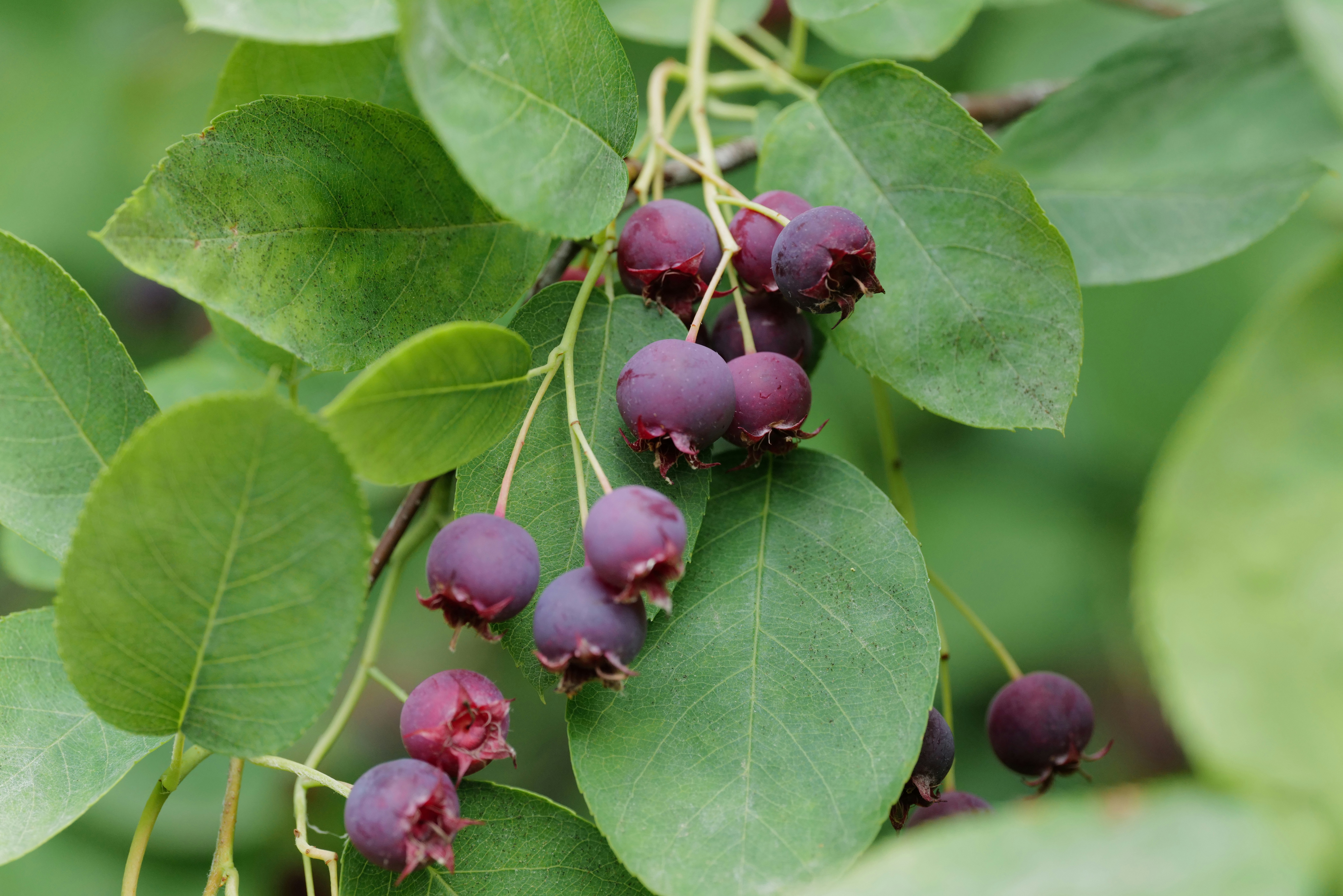Fresh saskatoon berry