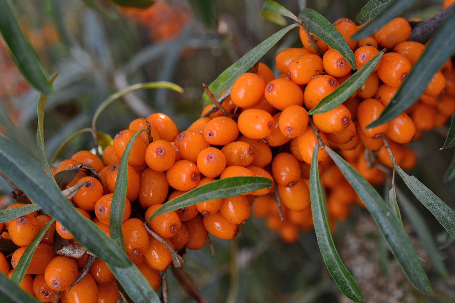 Fresh sea buckthorn berry
