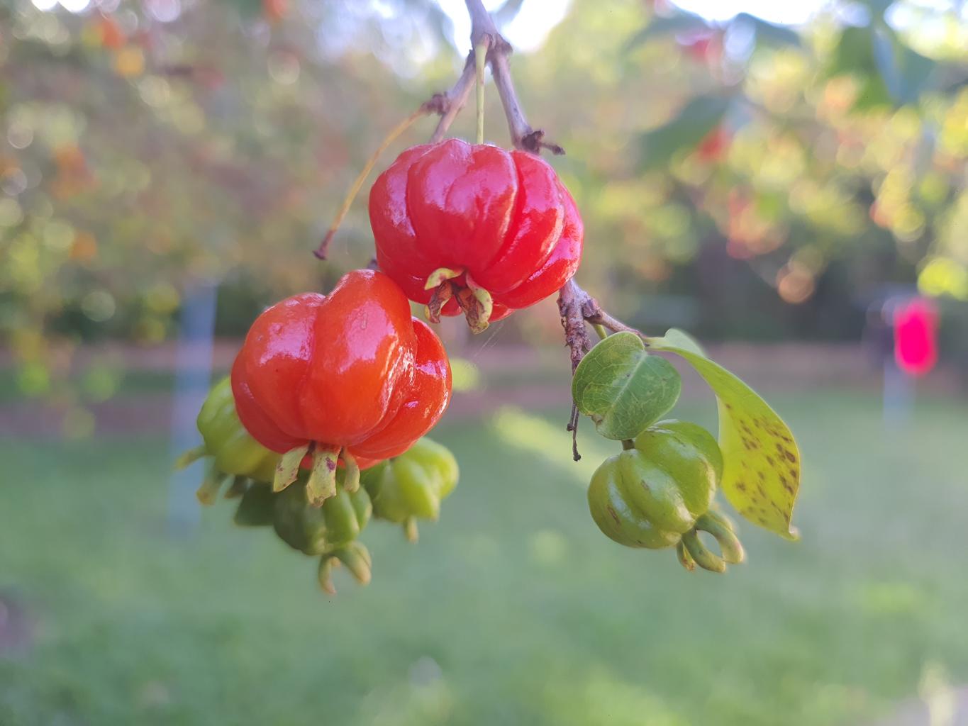 Fresh surinam cherry