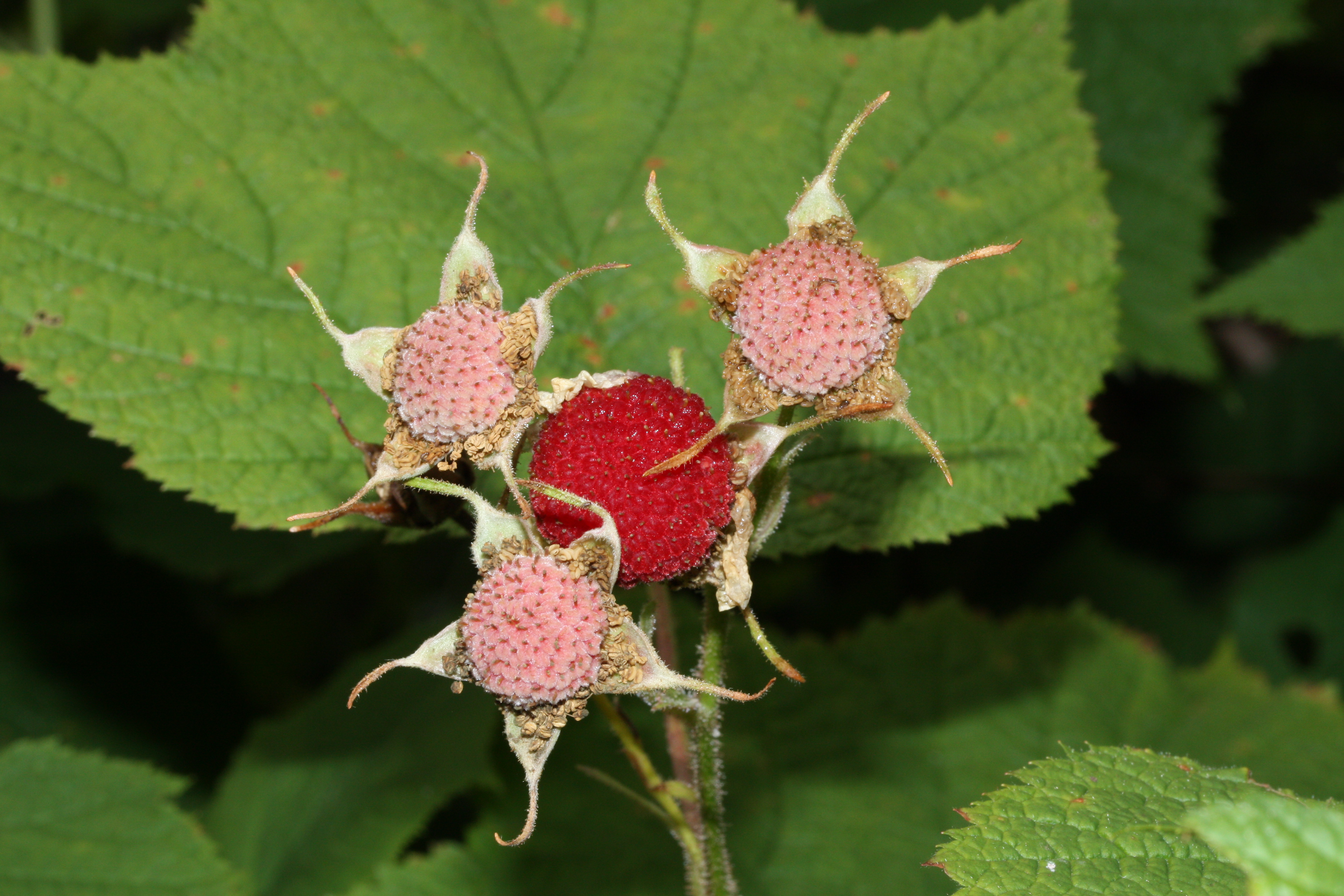 Fresh thimbleberry