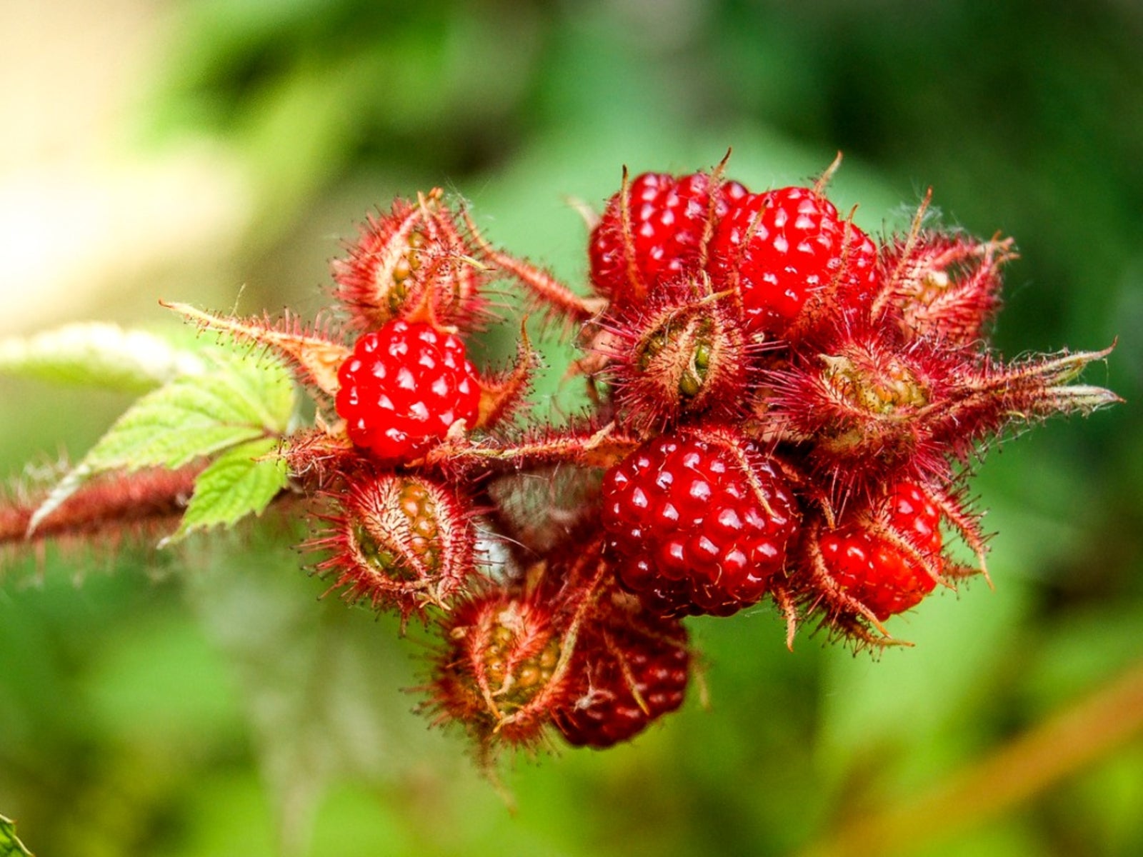 Fresh wineberry