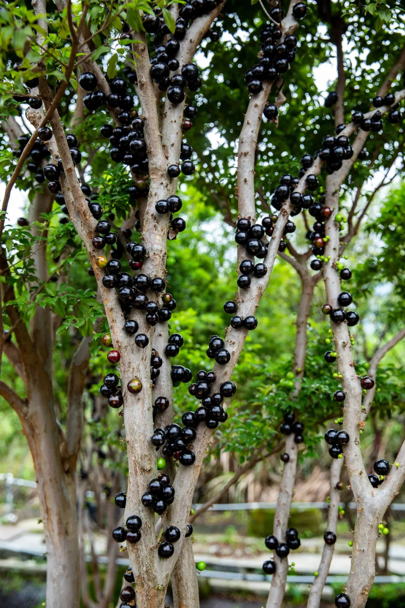 Fresh jabuticaba