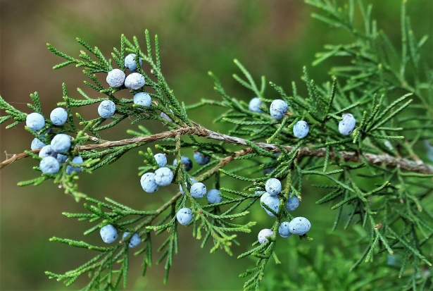 Fresh juniper berry