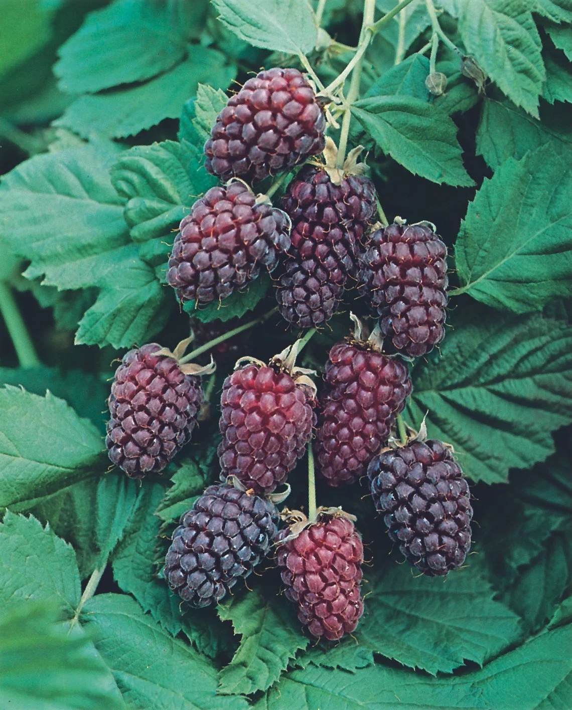 Fresh loganberry