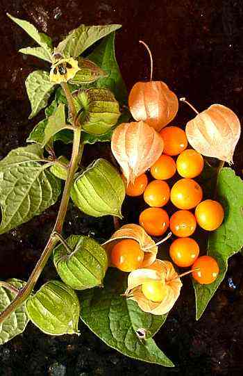 Fresh physalis (golden berry)