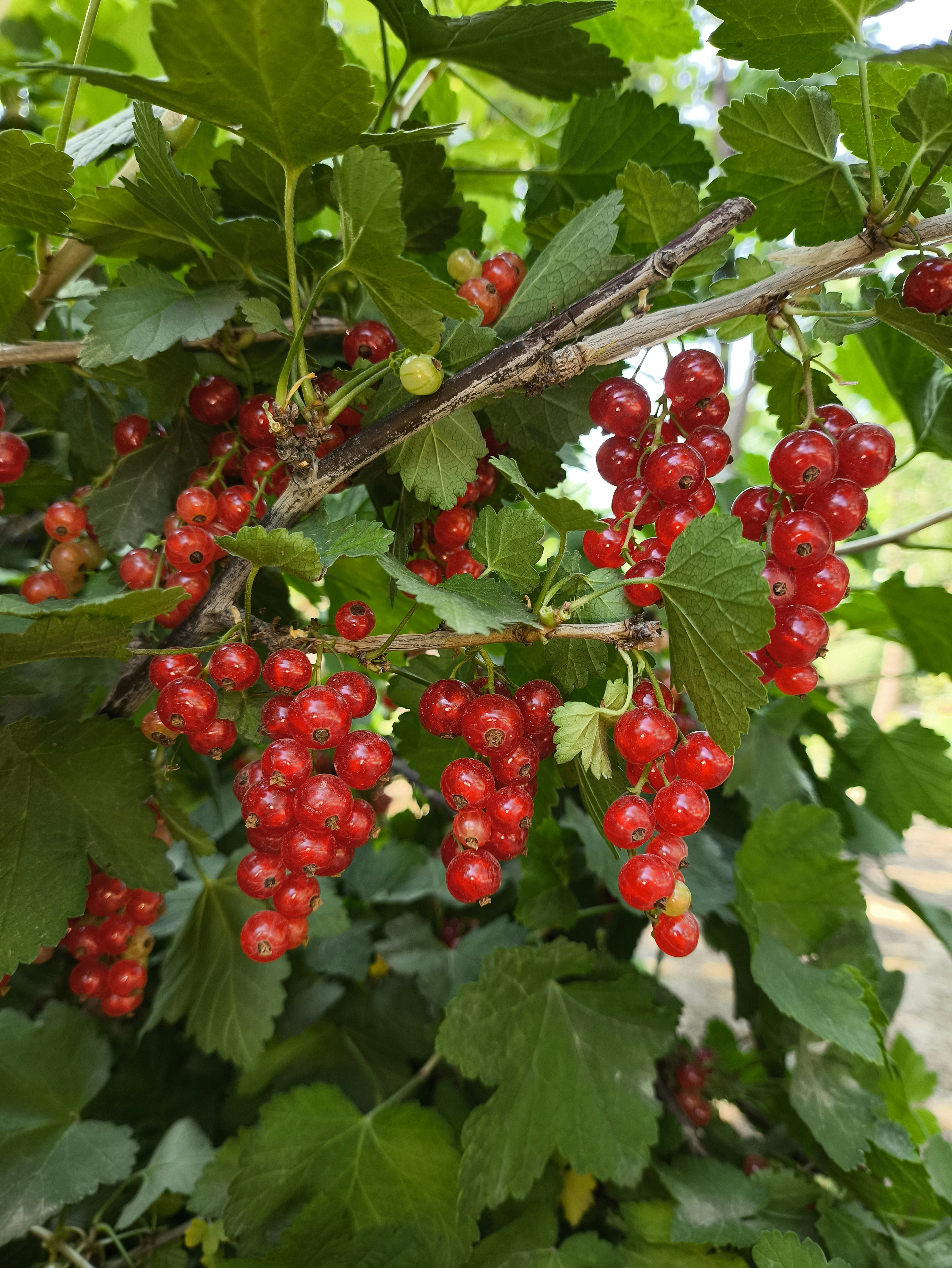 Fresh red currant