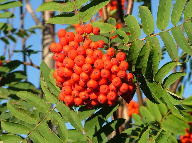 Fresh rowan berry
