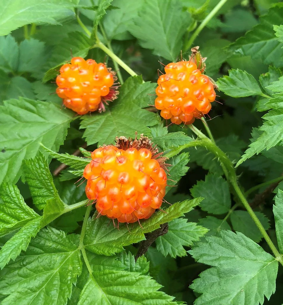 Fresh salmonberry