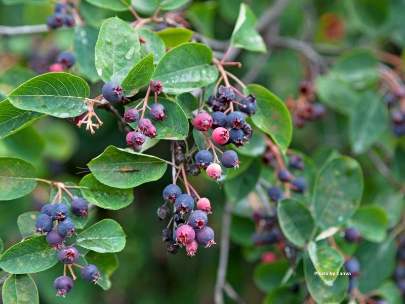 Fresh saskatoon berry