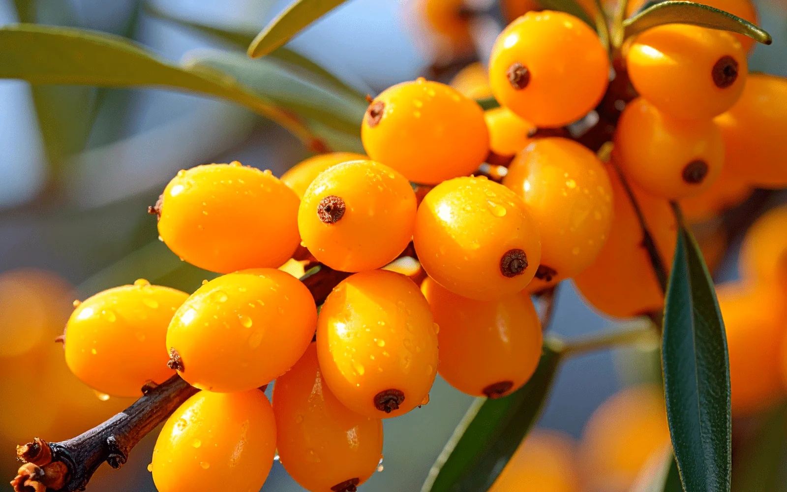 Fresh sea buckthorn berry