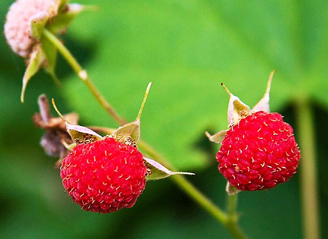 Fresh thimbleberry