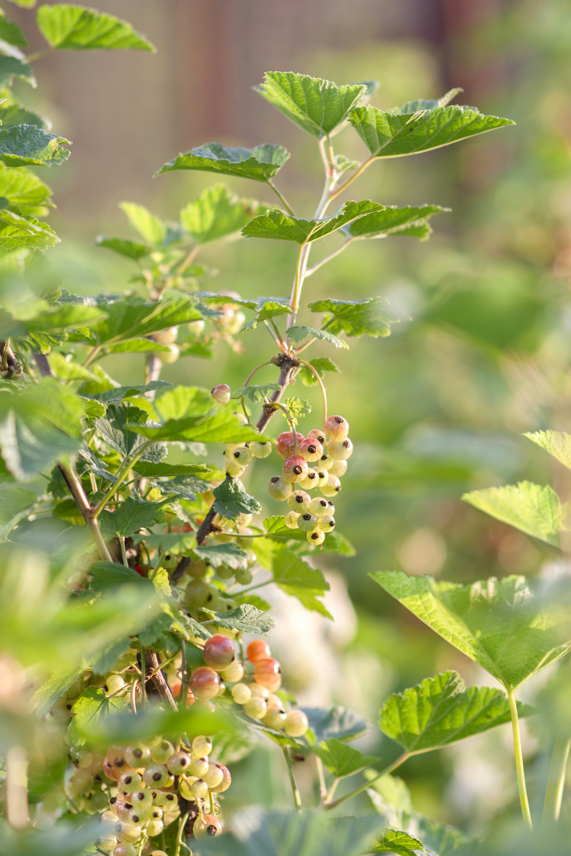 Fresh white currant