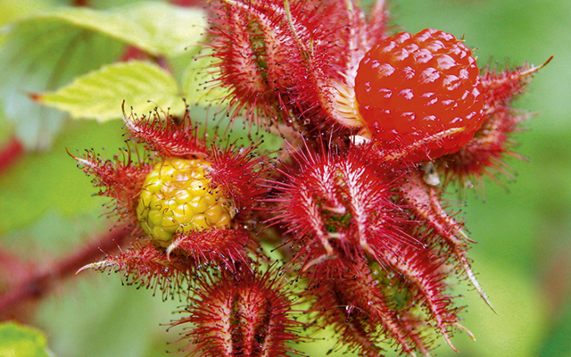 Fresh wineberry