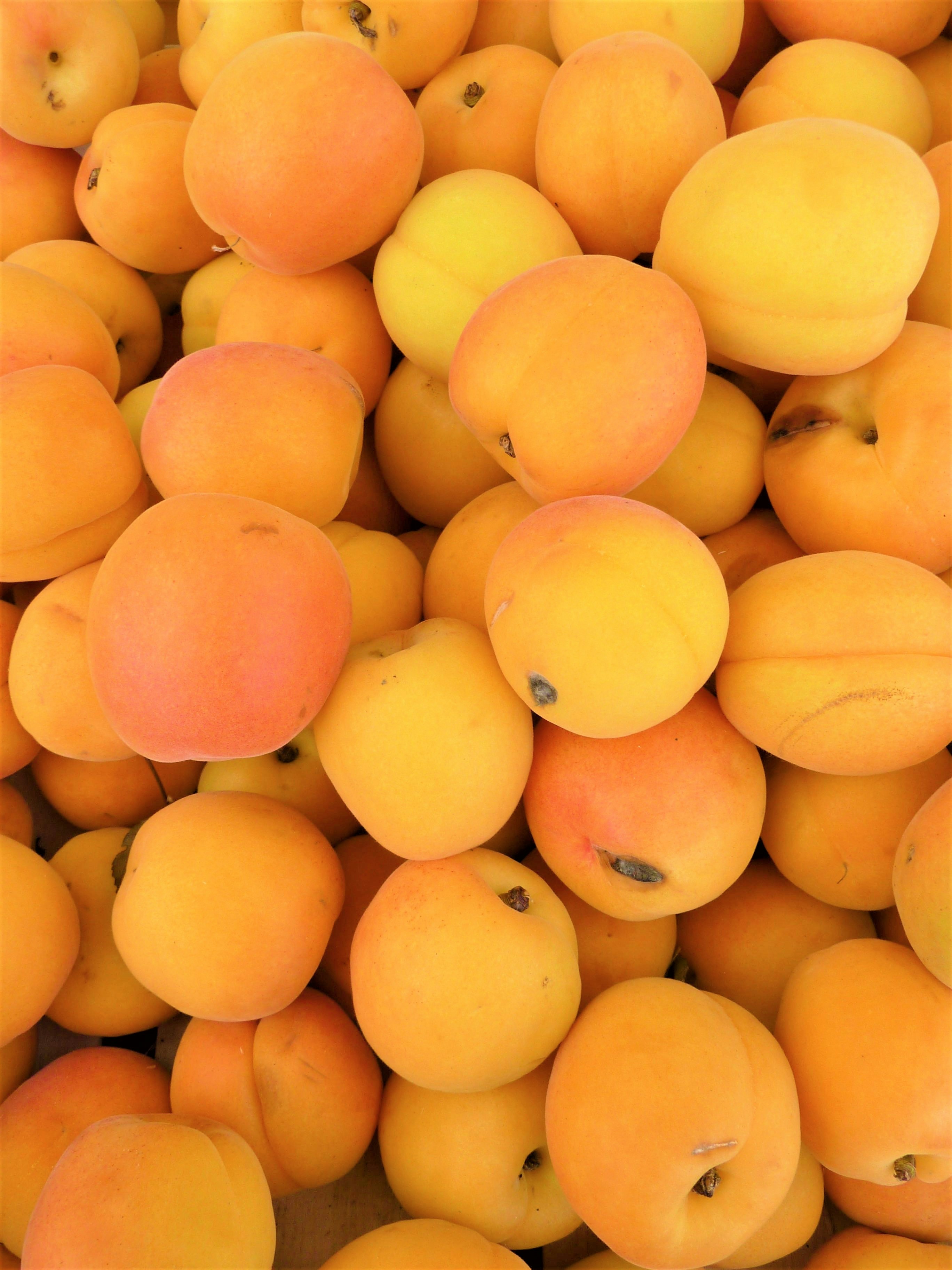 Fresh apricot fruit