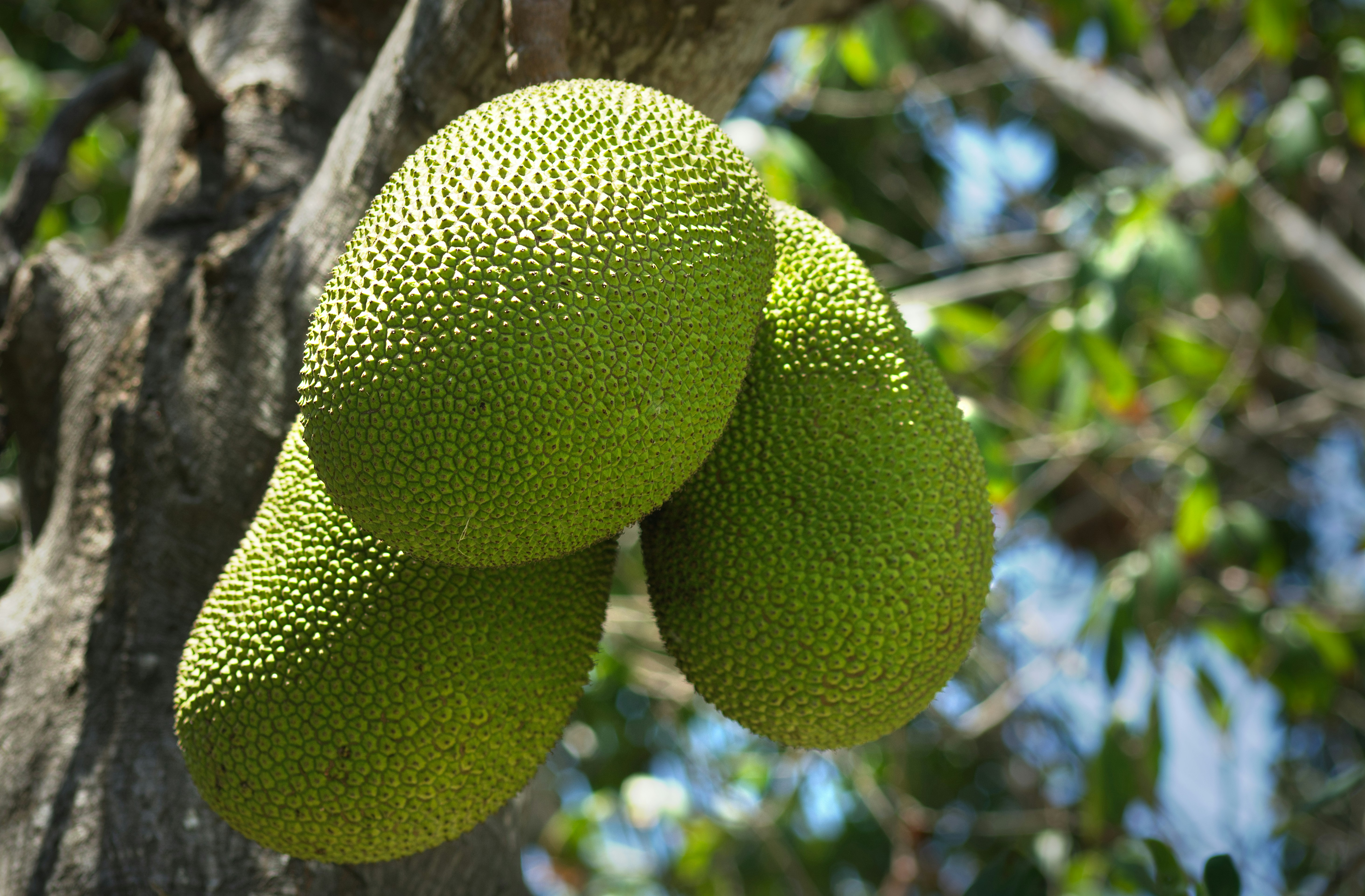 Fresh breadfruit