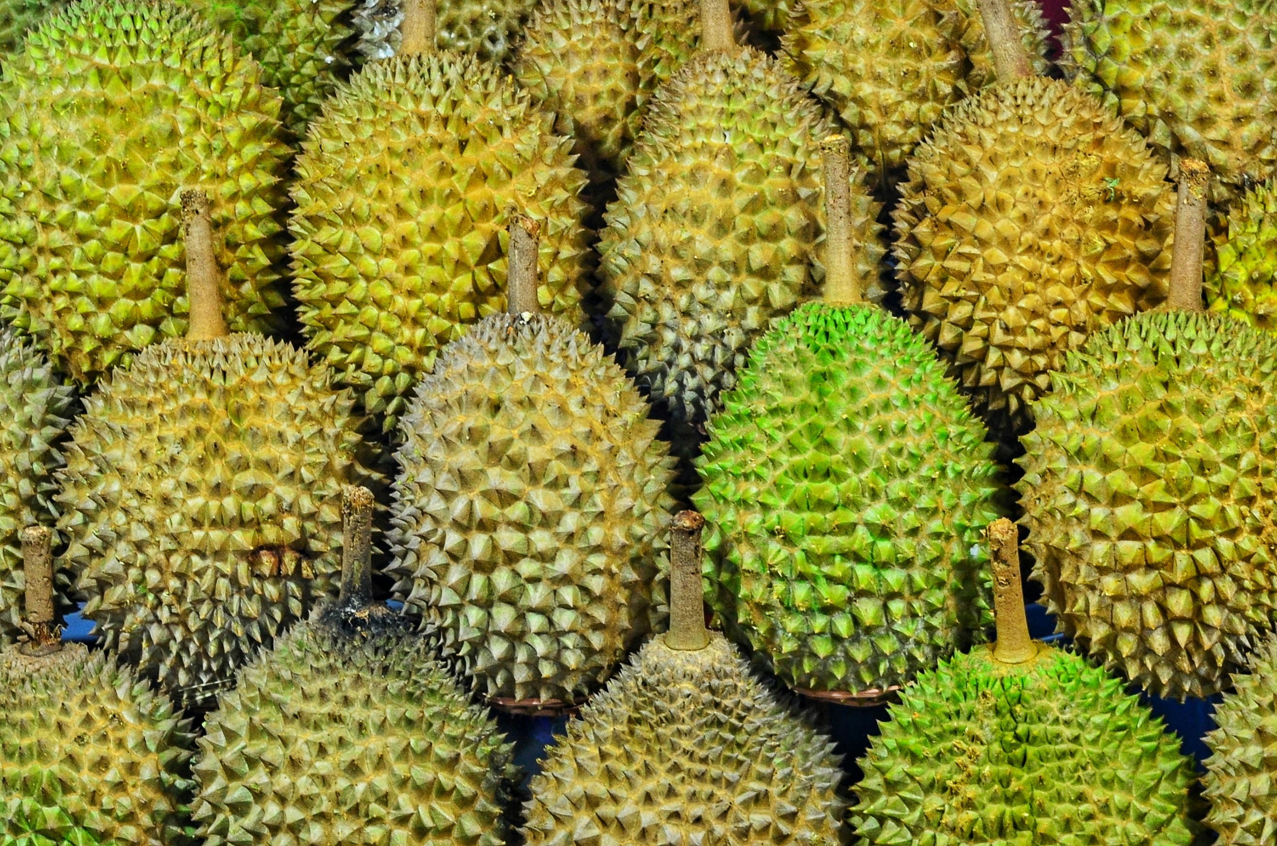 Fresh durian fruit