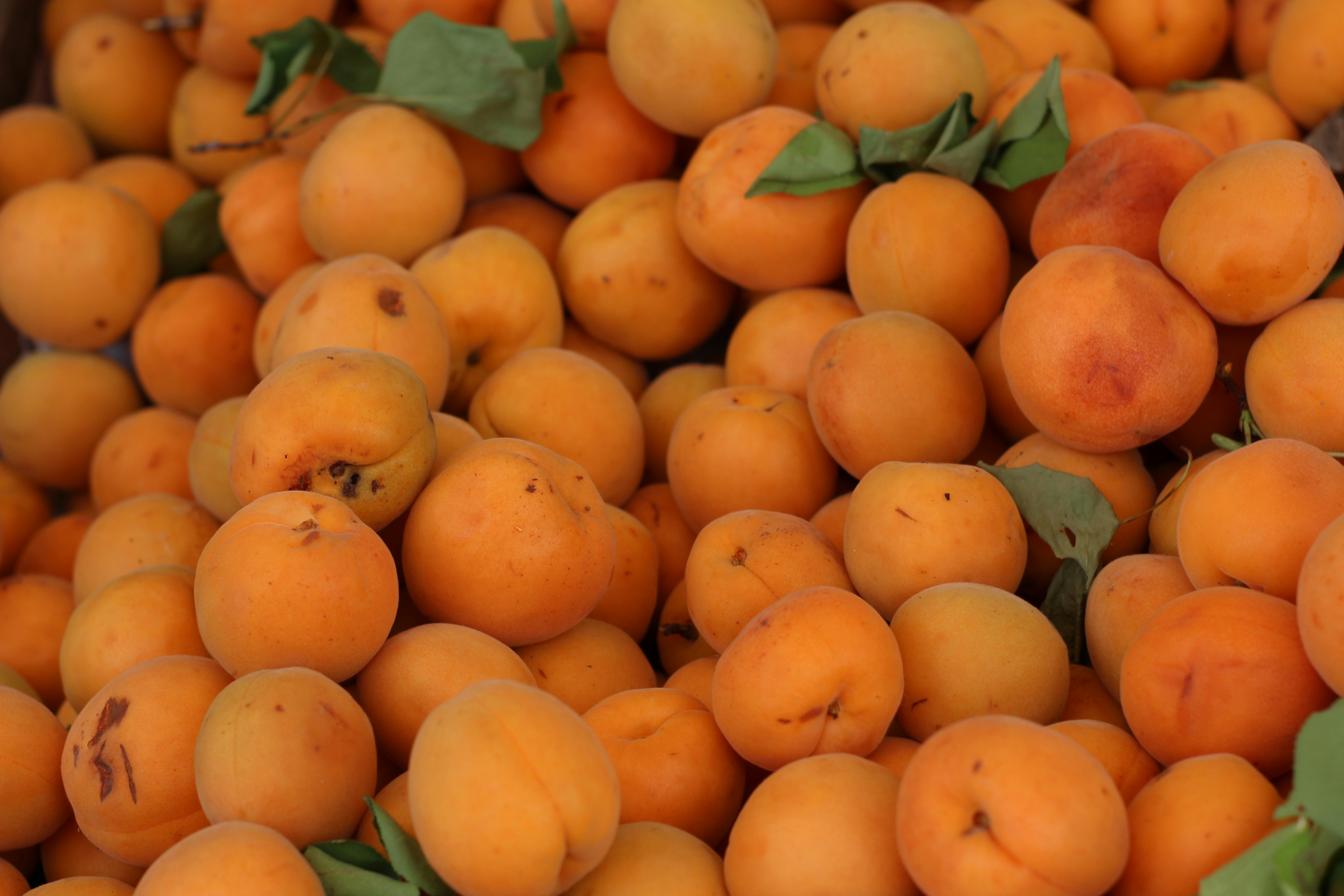 Fresh apricot fruit